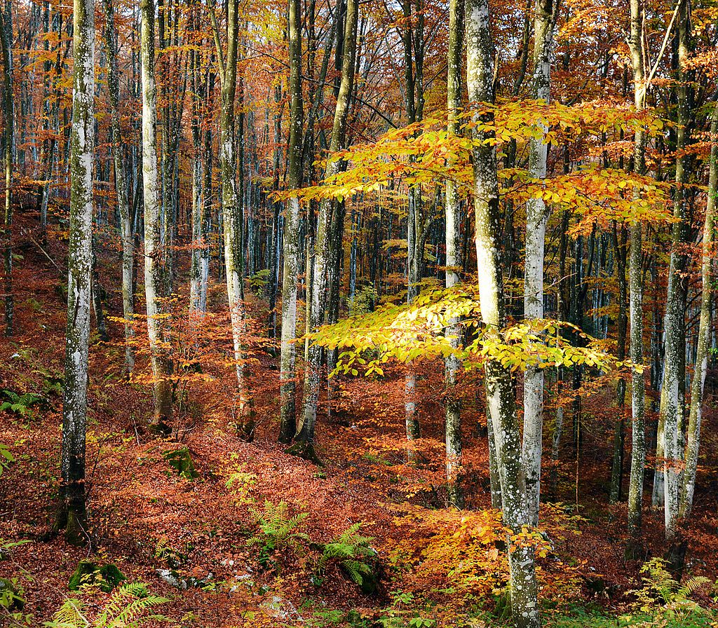 Forest in autumn colors