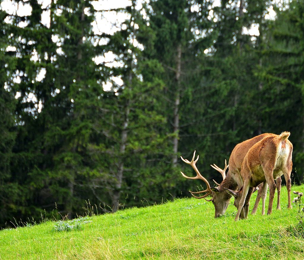 Deer grazing in the woods