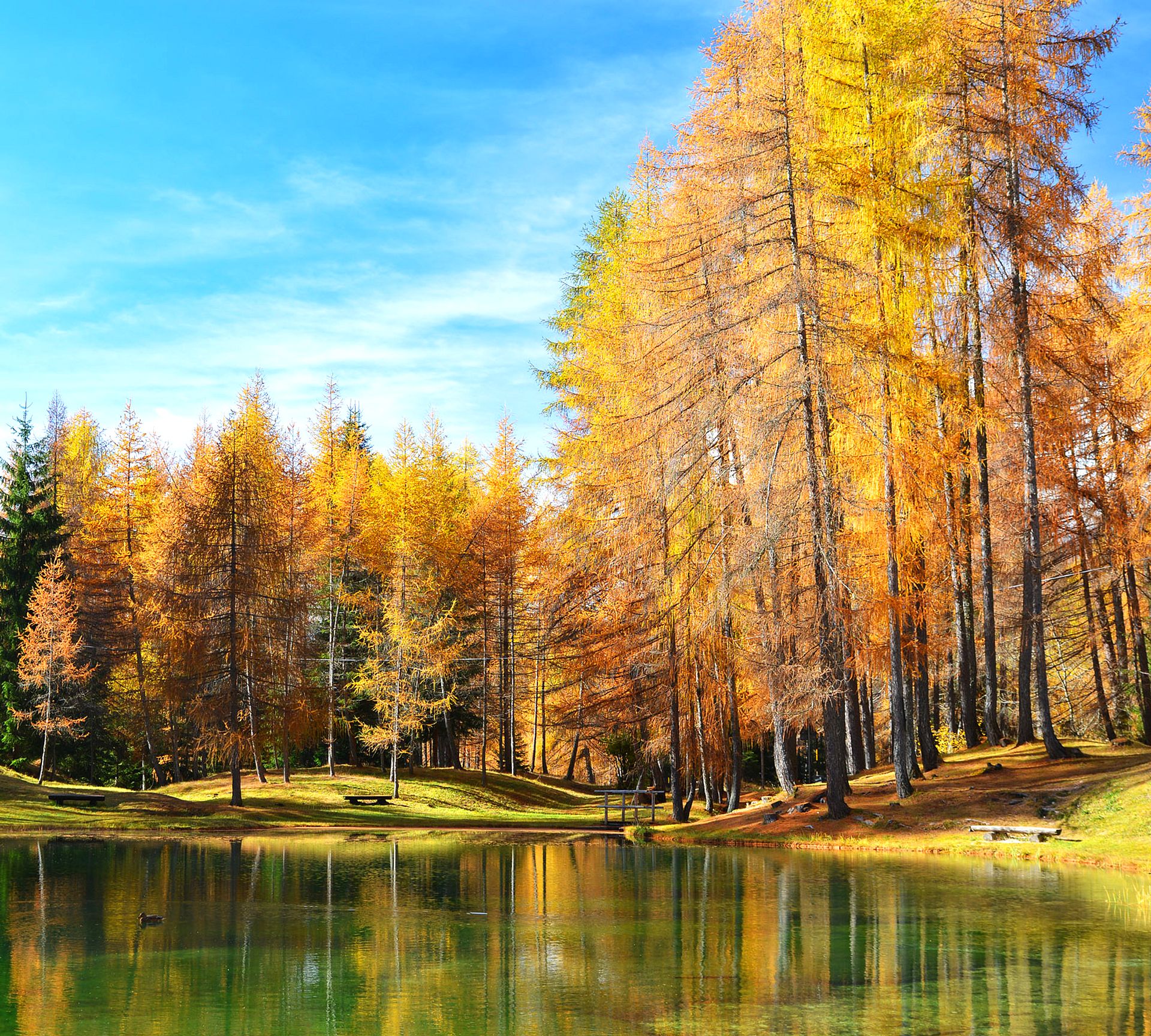 Autumn forest on the lake