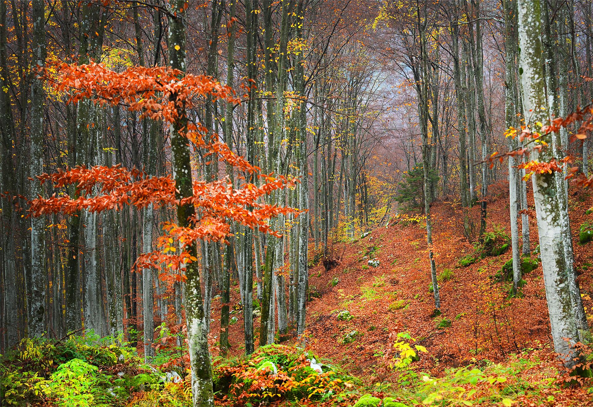 Autumn colors in the woods