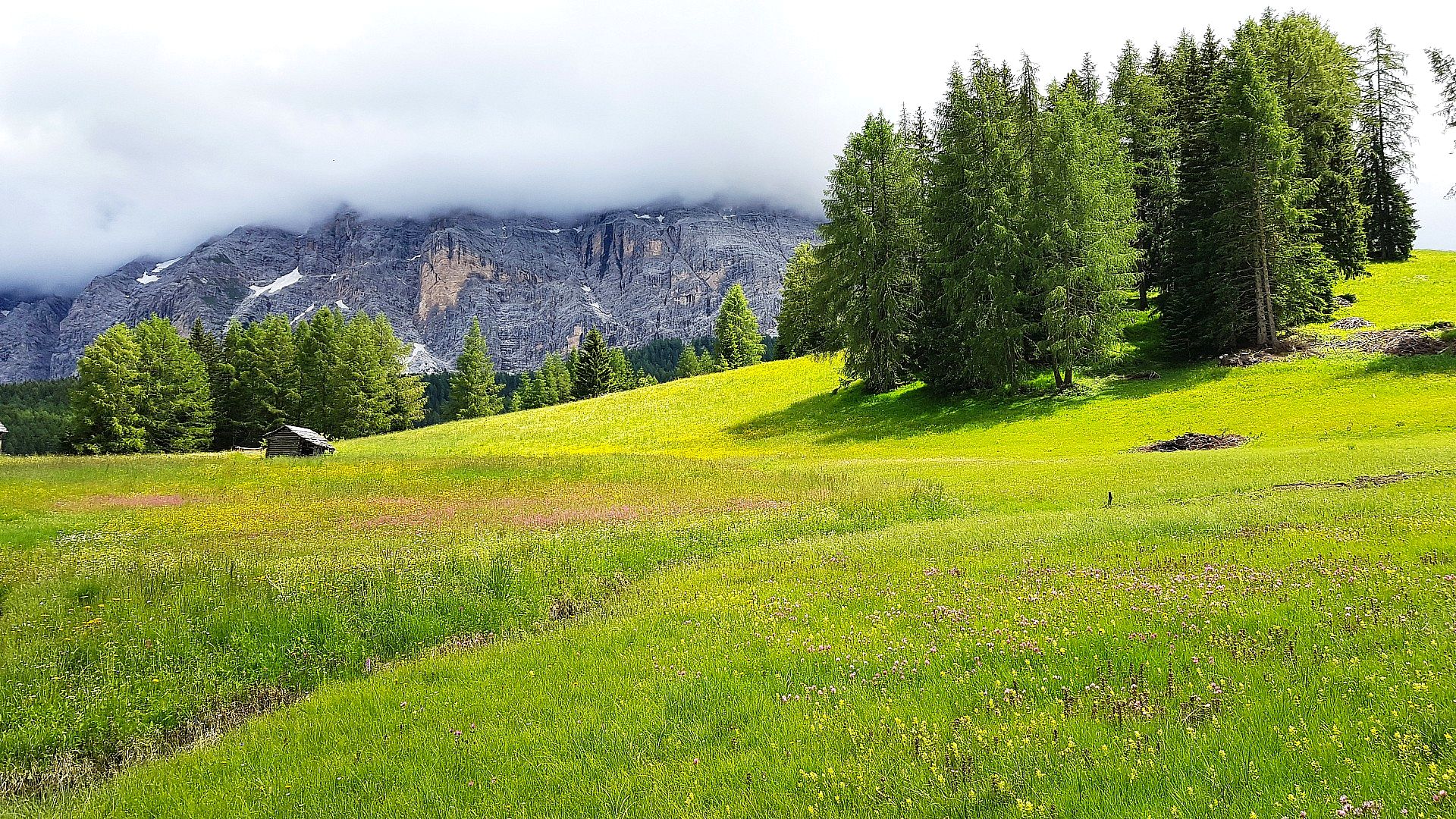 Alpine meadow among the mountains