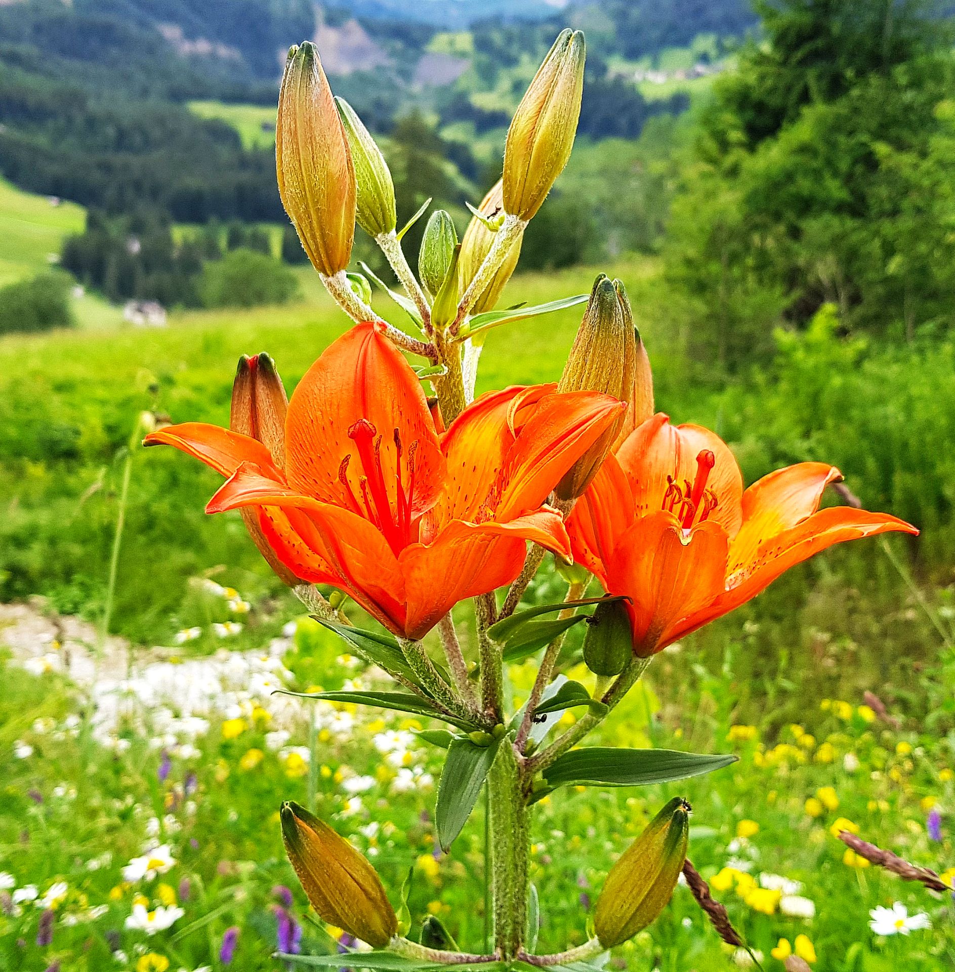 Orange mountain lily