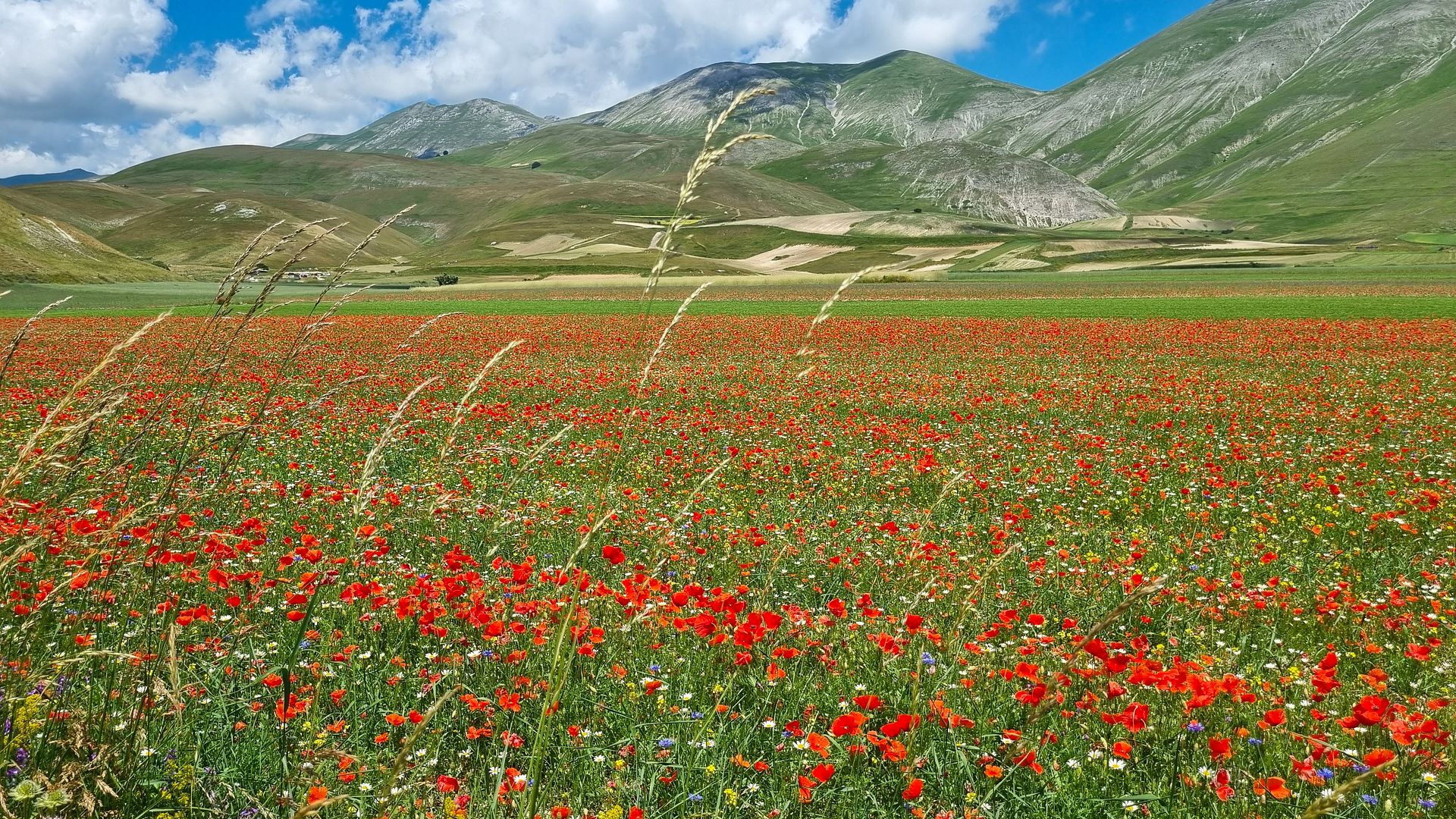 Vibrant Poppy Field Landscape