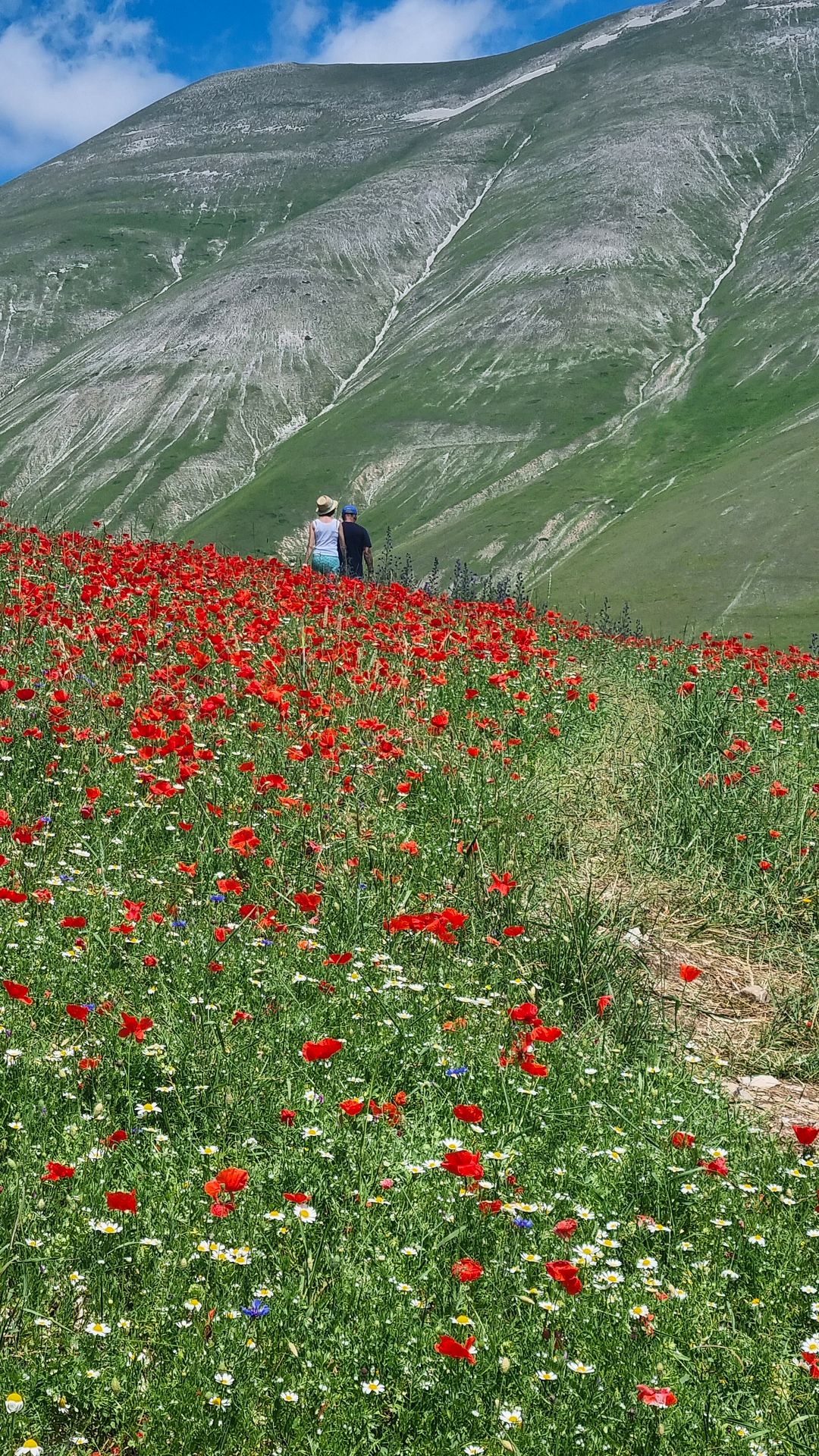 Poppy Field in the Mountains