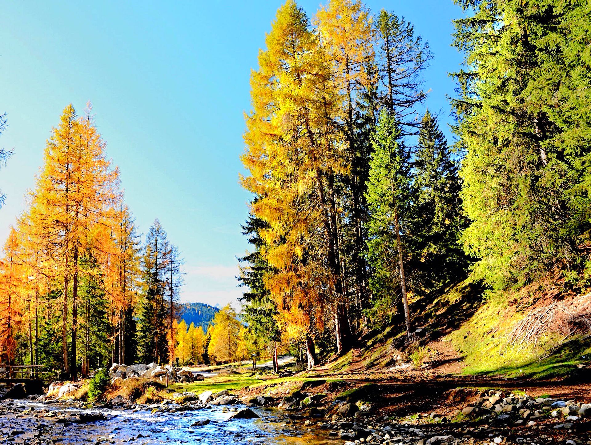 Autumn colors in the woods