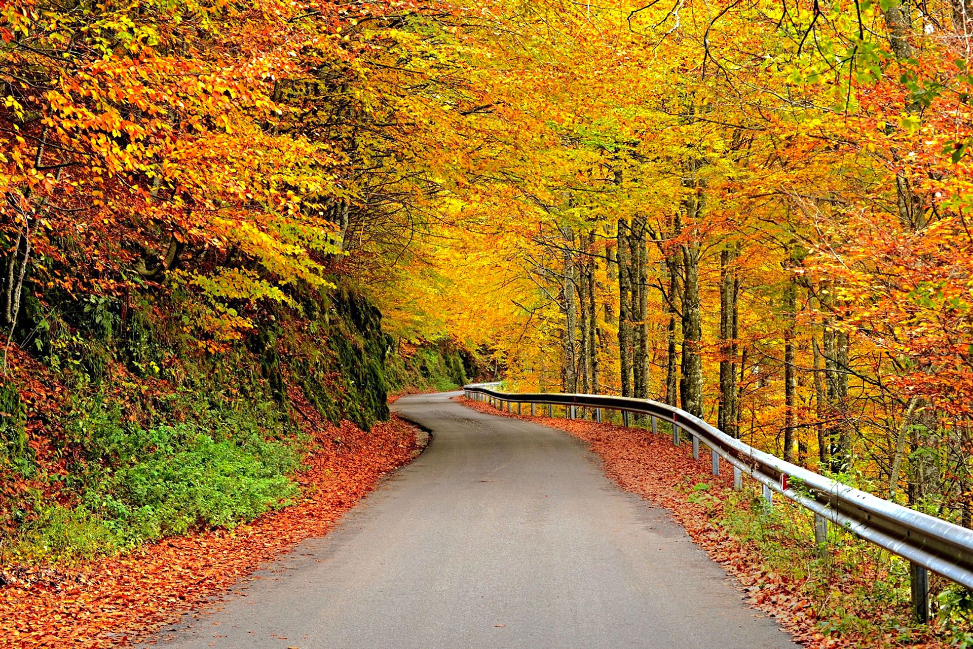 Road in the autumn forest