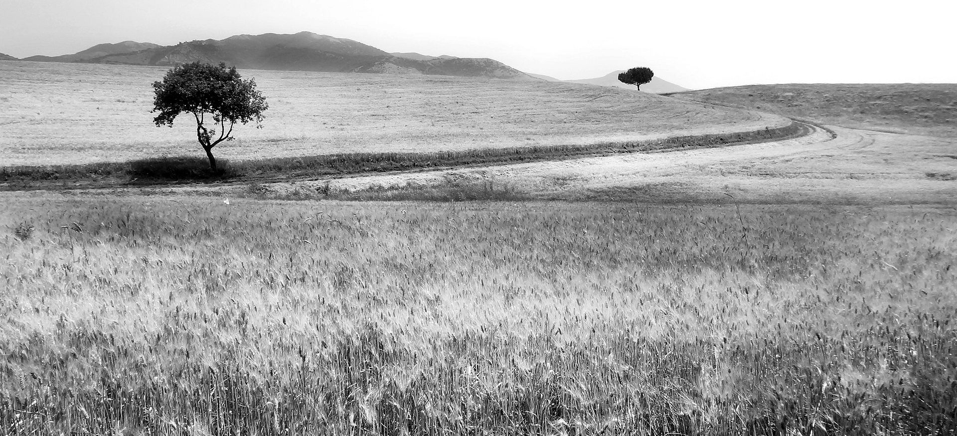 Lonely trees on the hill