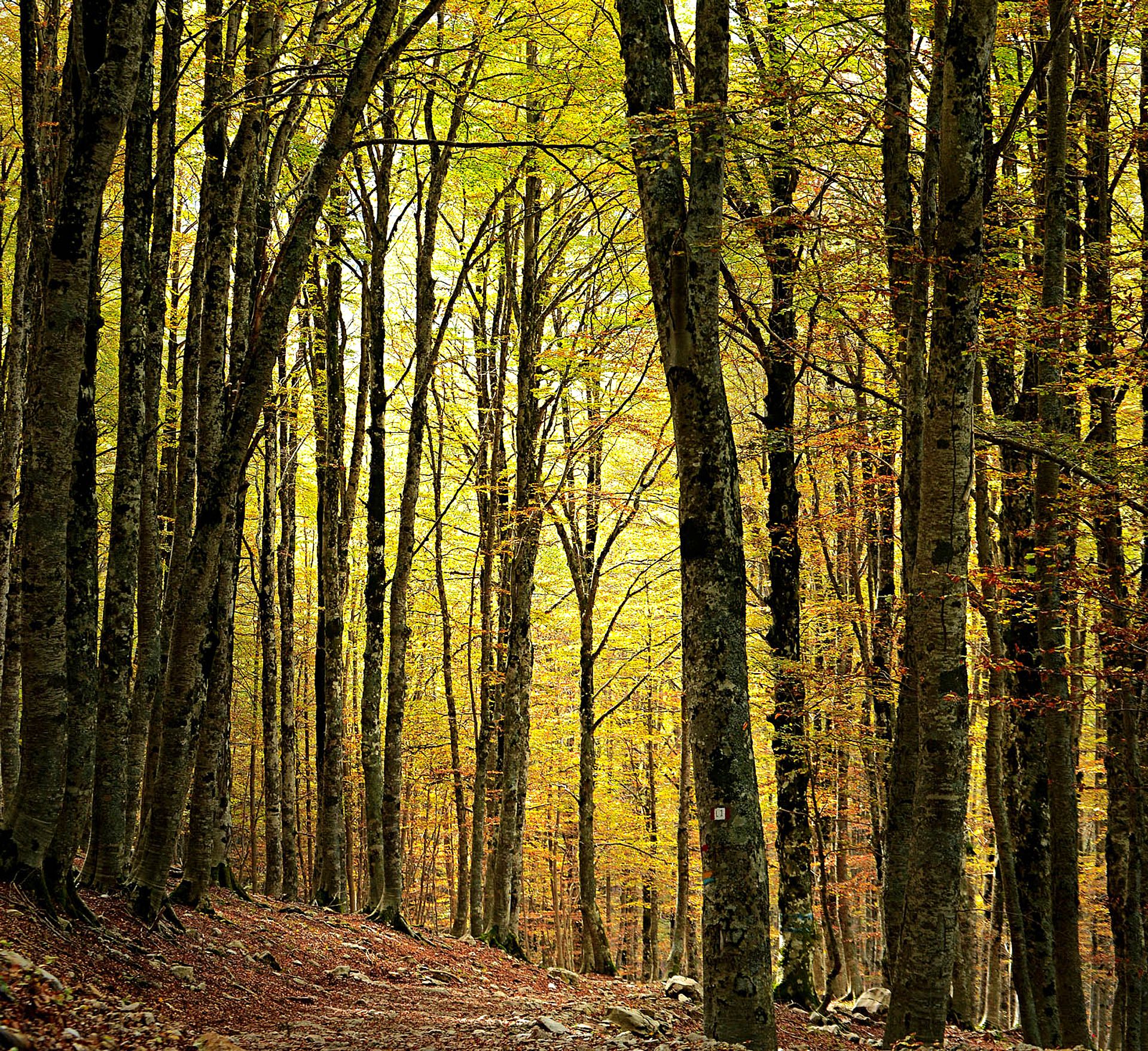 Golden Autumn Forest