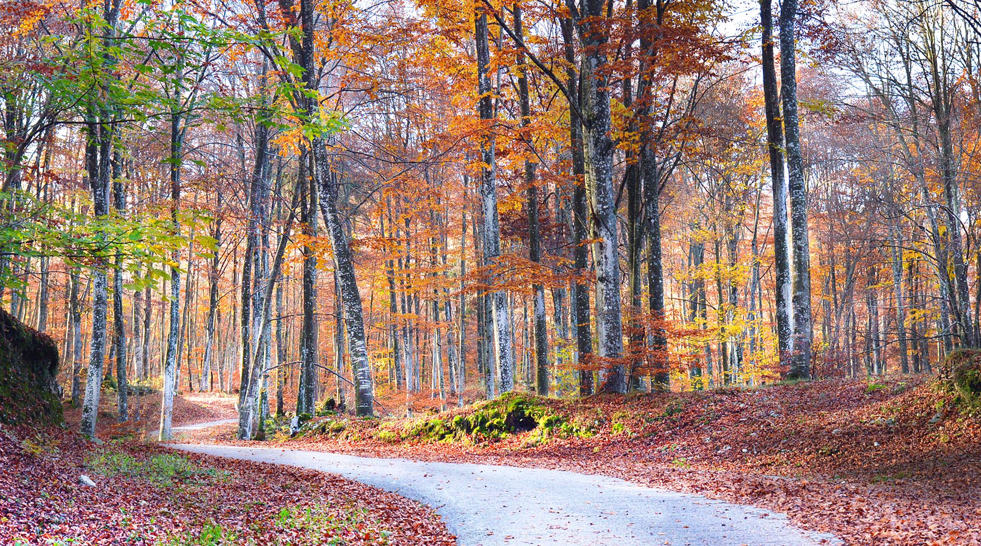 Path in the autumn forest