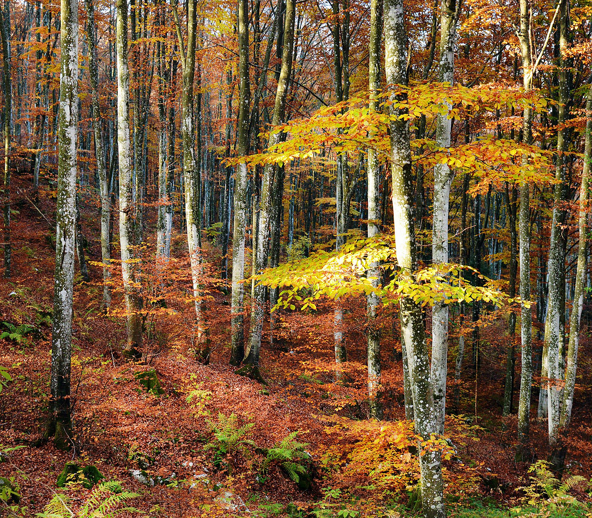 Forest in autumn colors