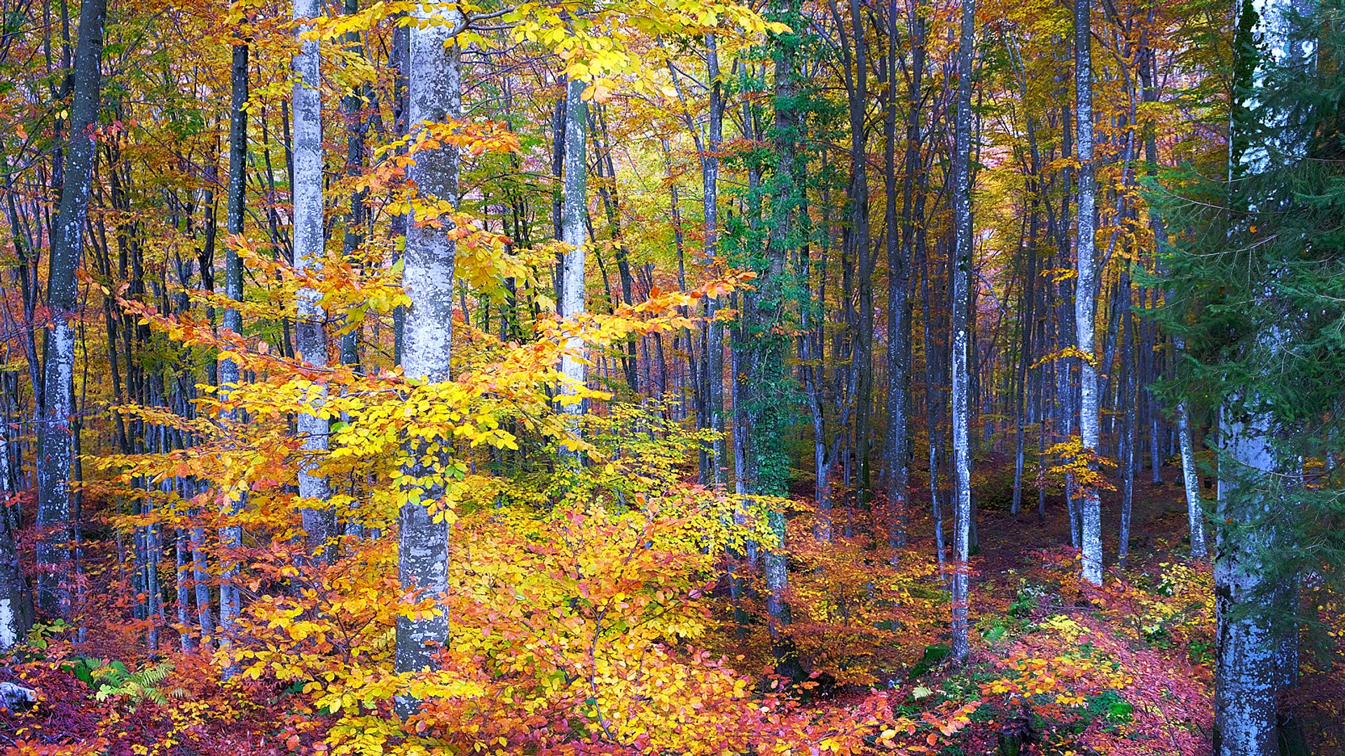 Forest in autumnal dress