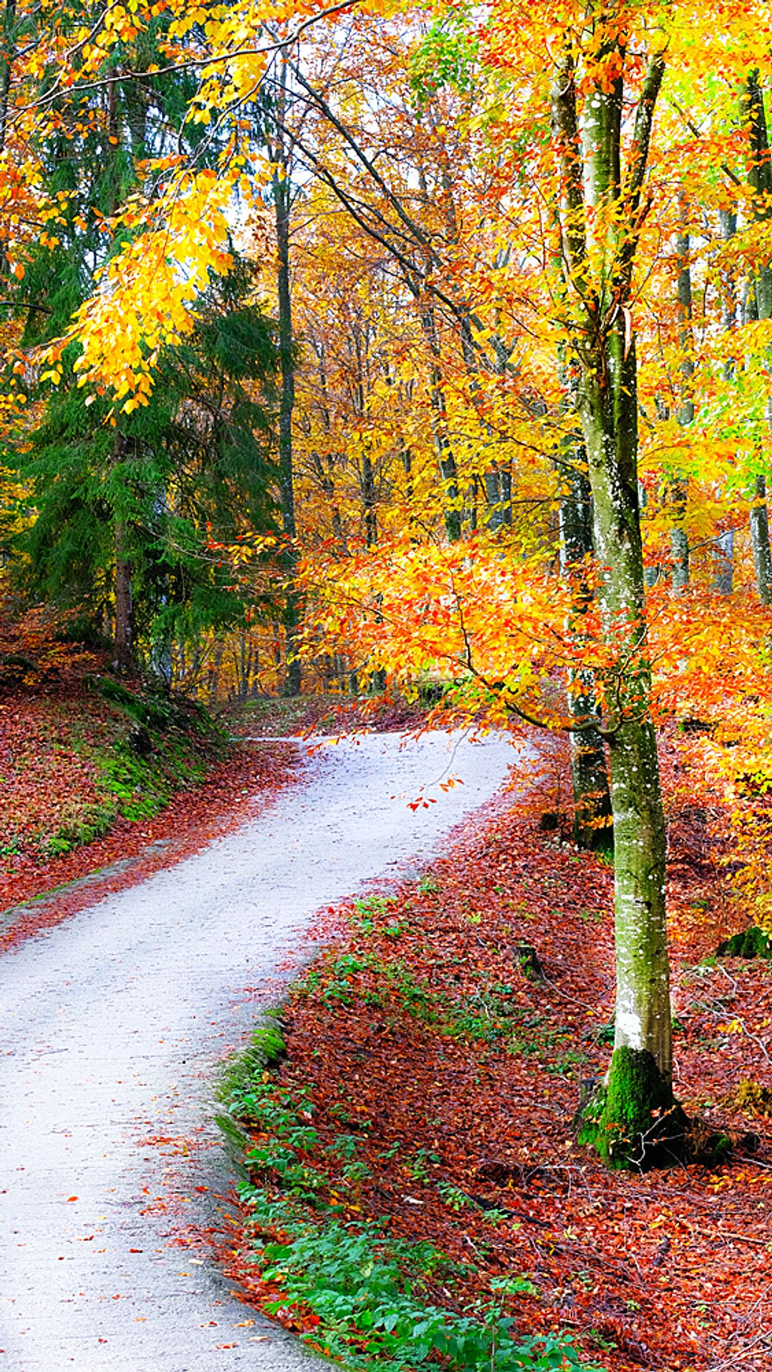 Path among the autumn colors