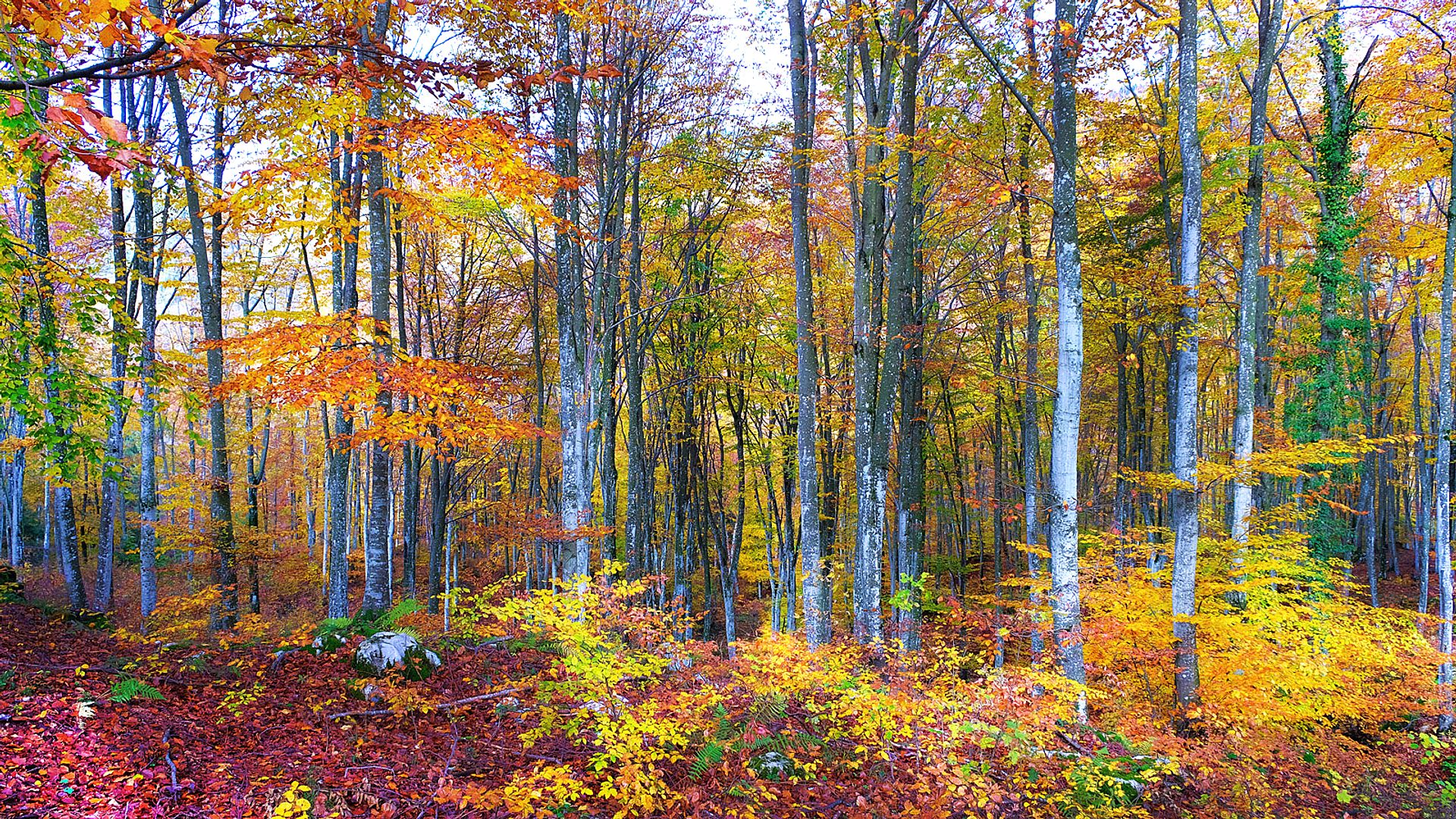 Forest with autumn colors