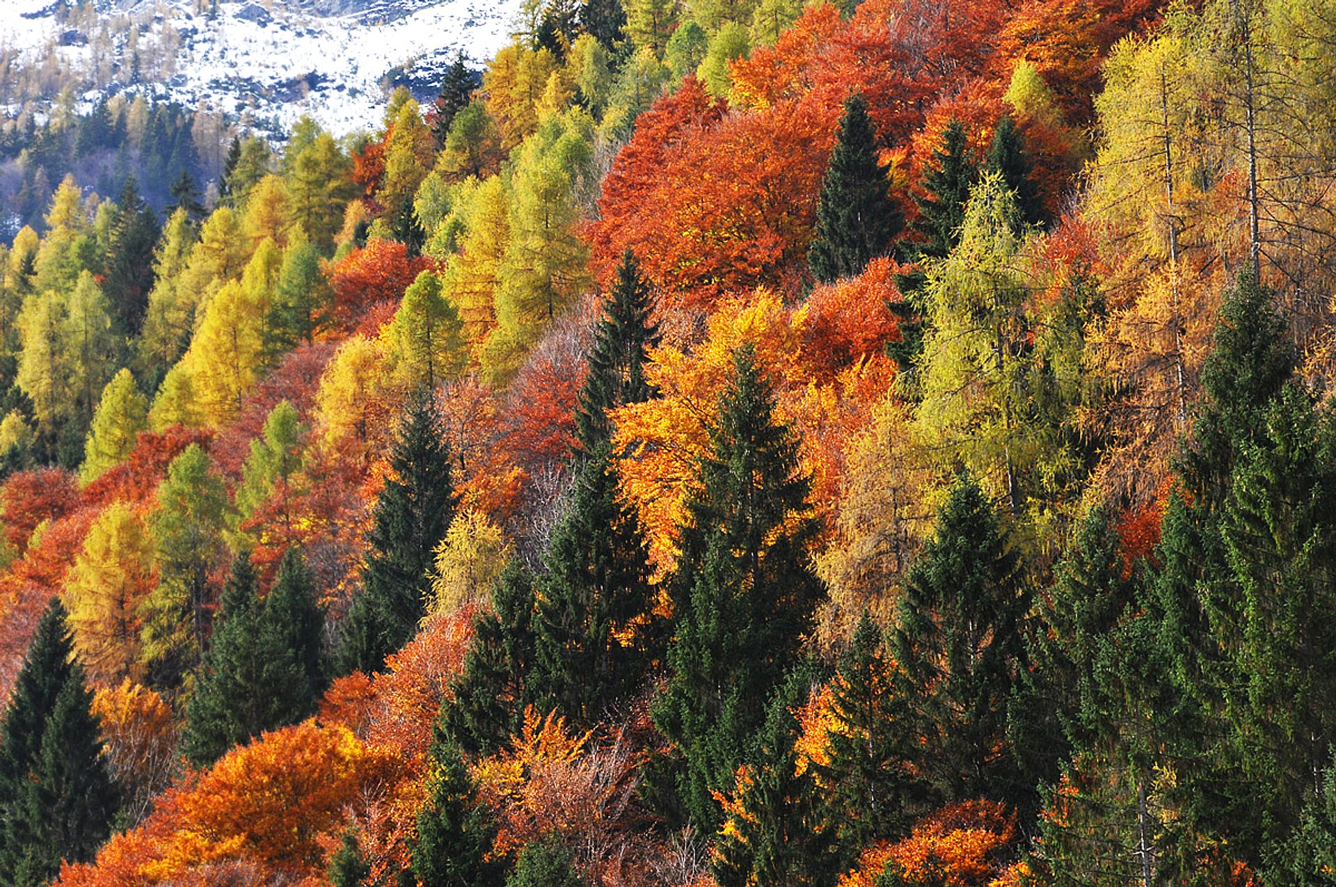 Autumn colors in the mountains
