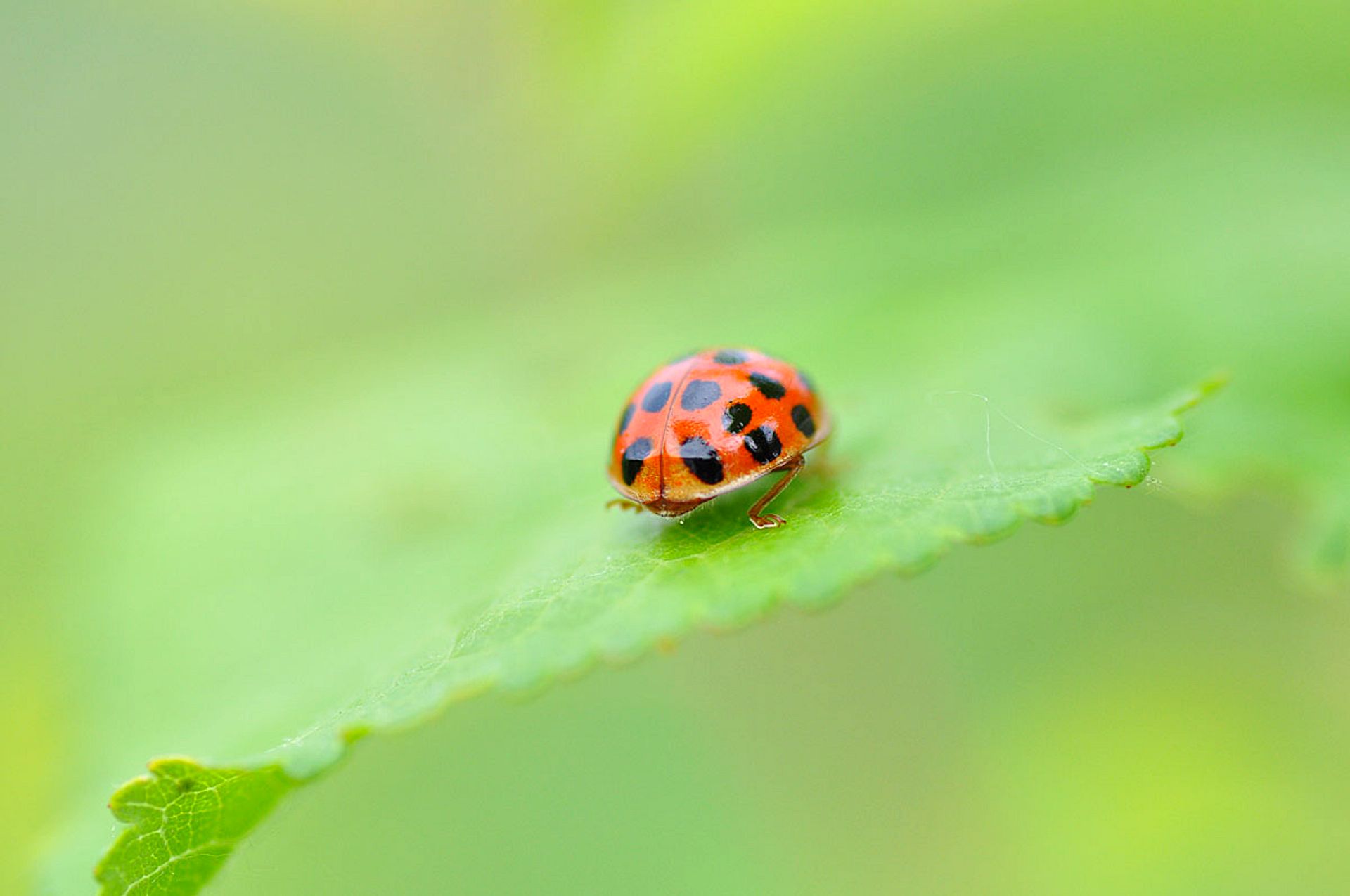 Ladybug on green leaf