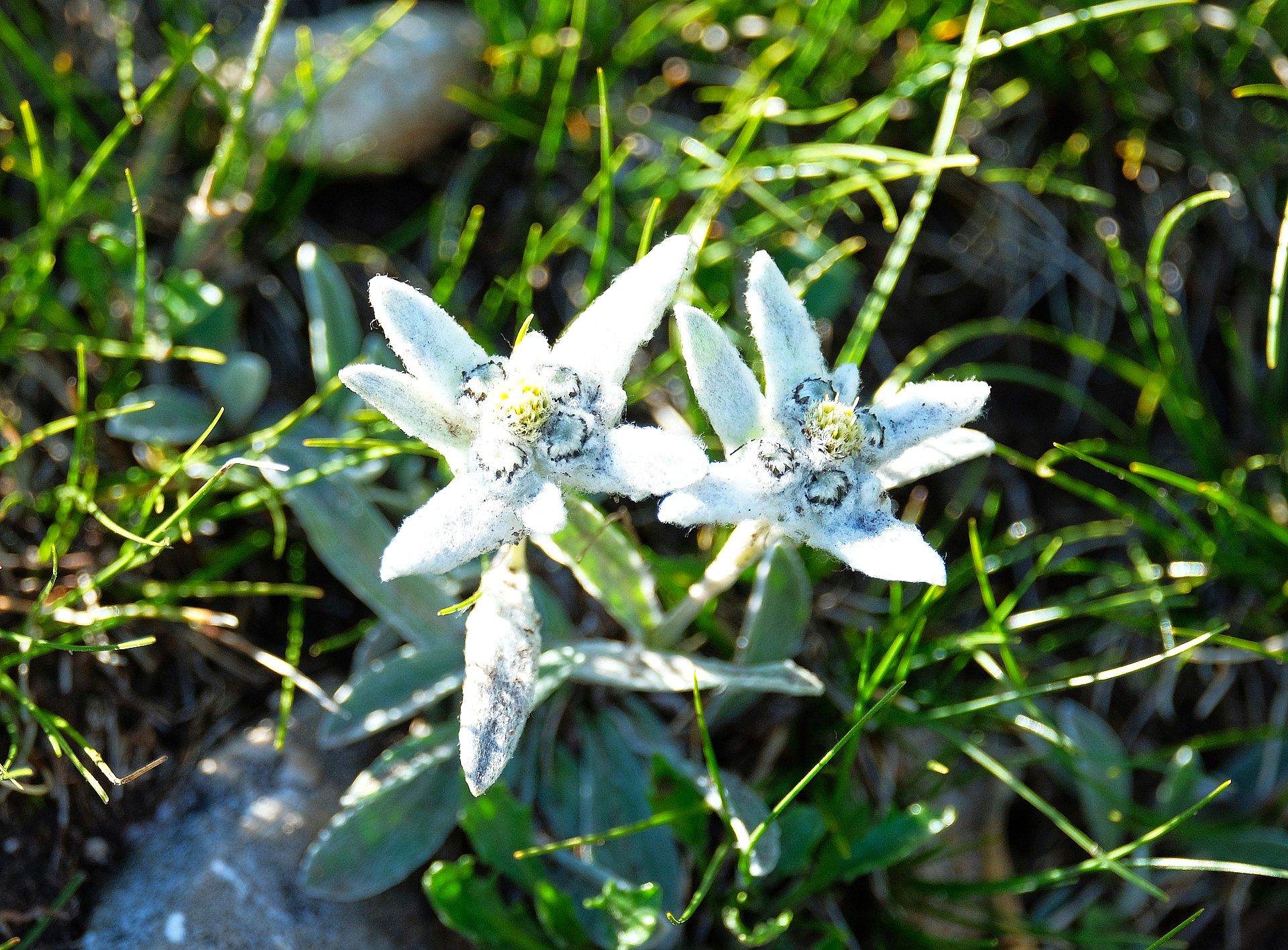 Edelweiss flowers