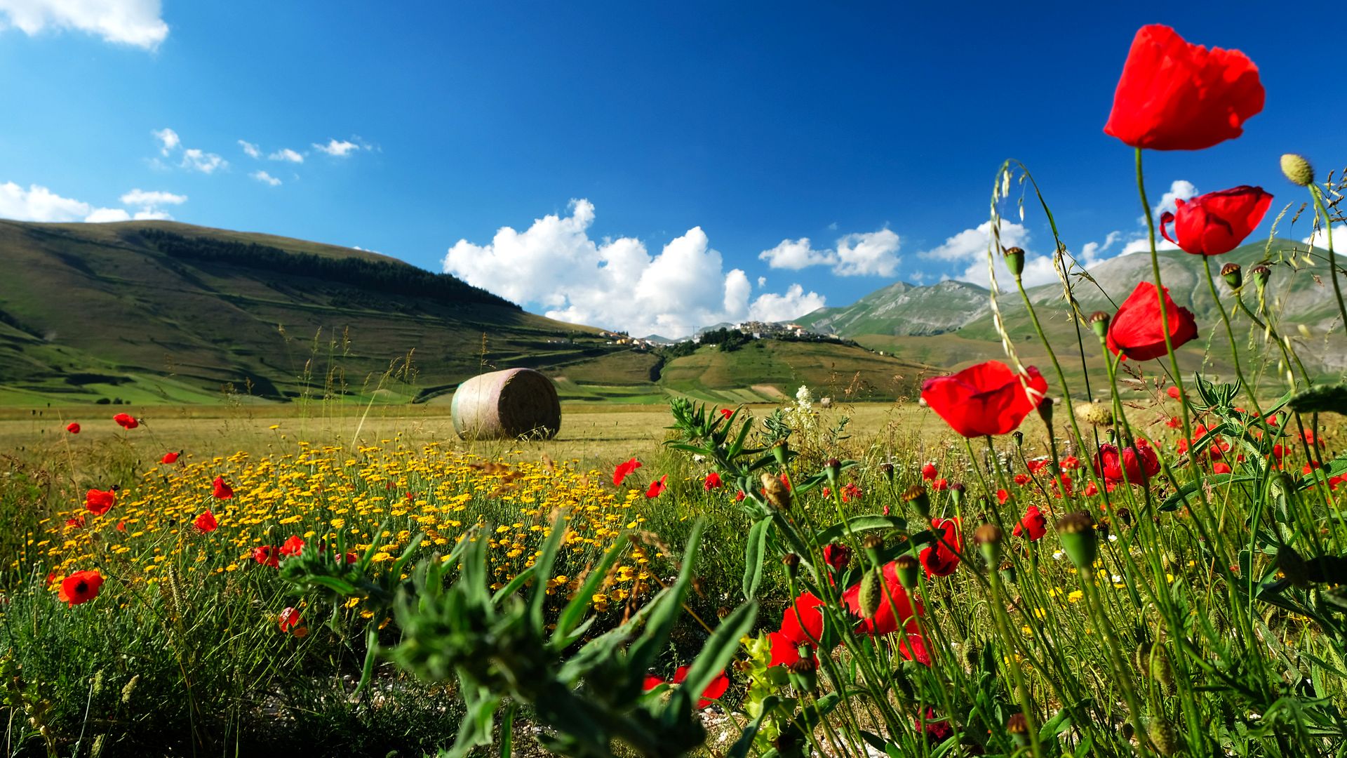 Scenic Poppy Field Landscape