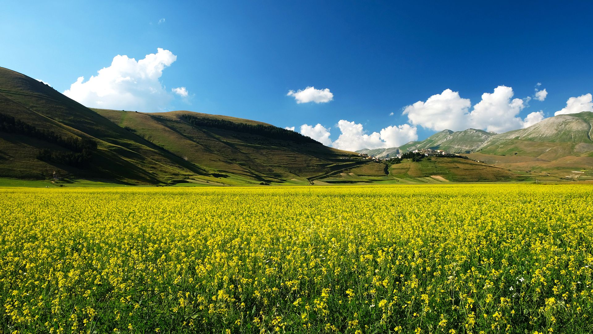Vibrant Yellow Flower Field