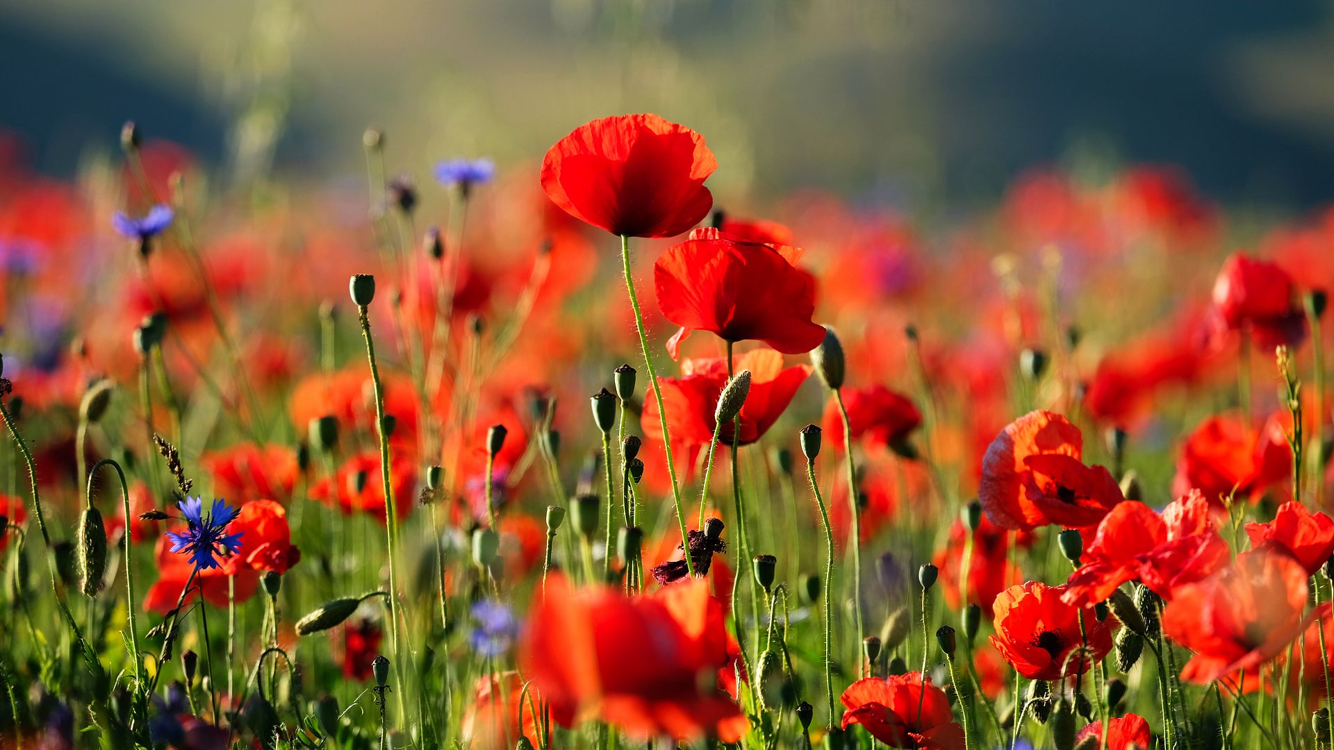Field of Red Poppies