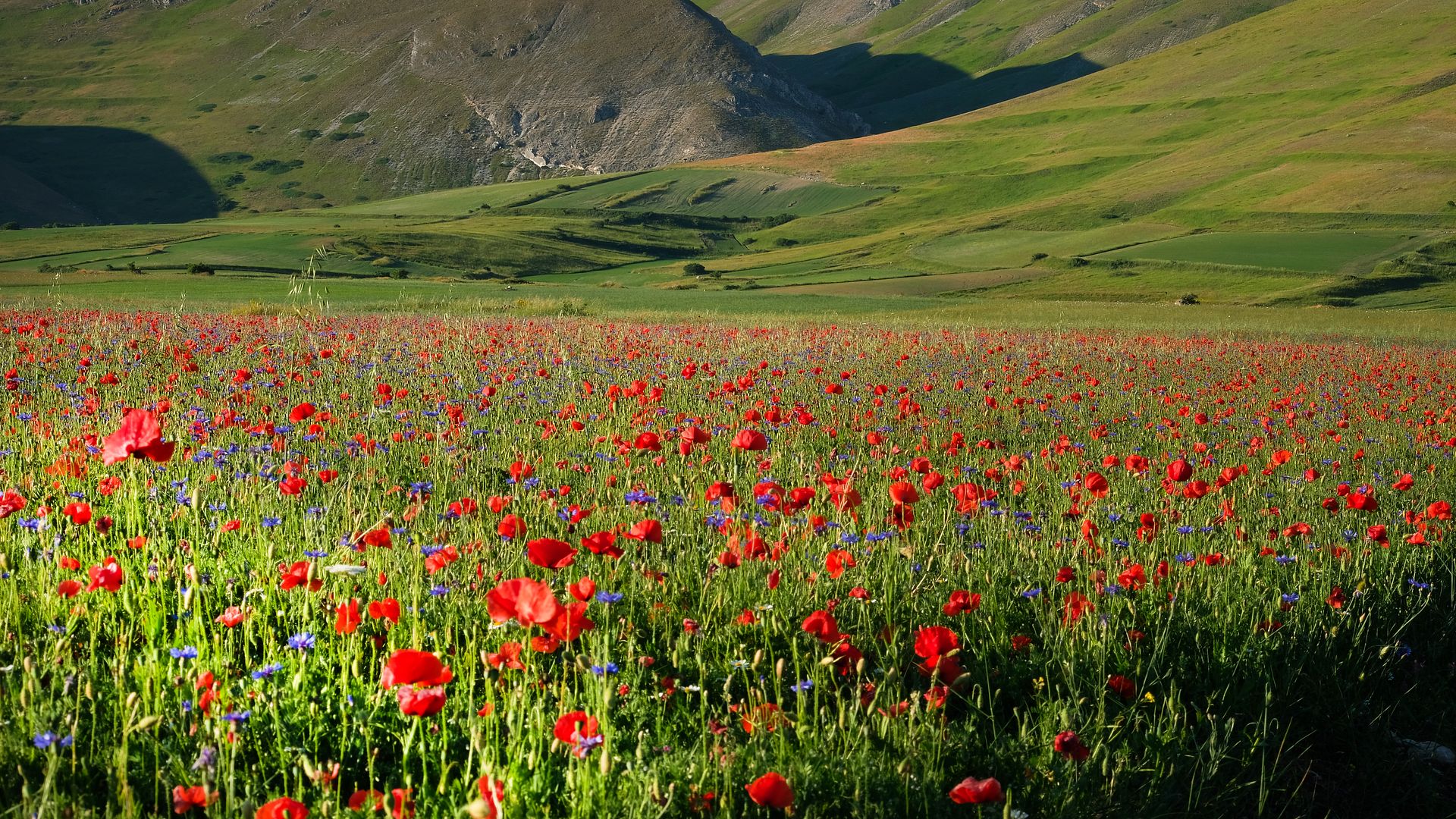 Field of Red Poppies