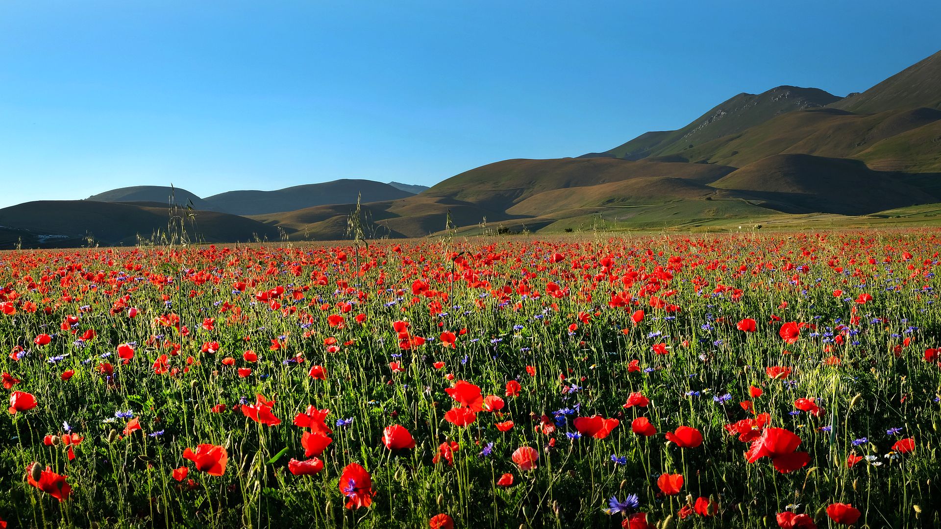 Field of Blooming Red Poppies