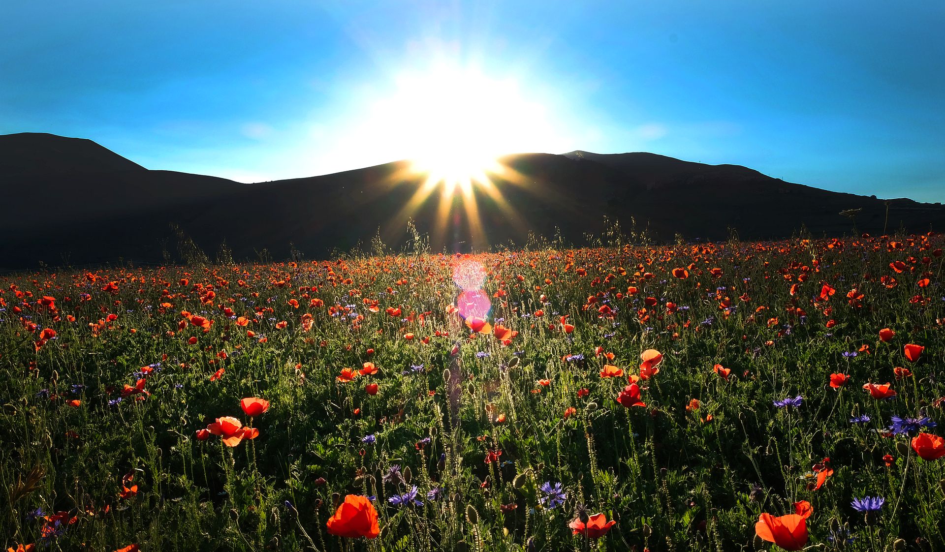 Poppy Field at Sunrise