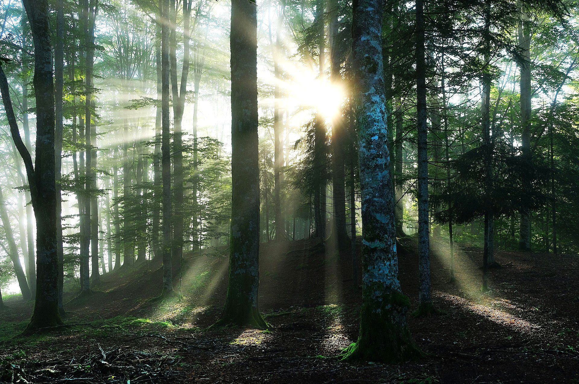 Rays of sunshine in the forest