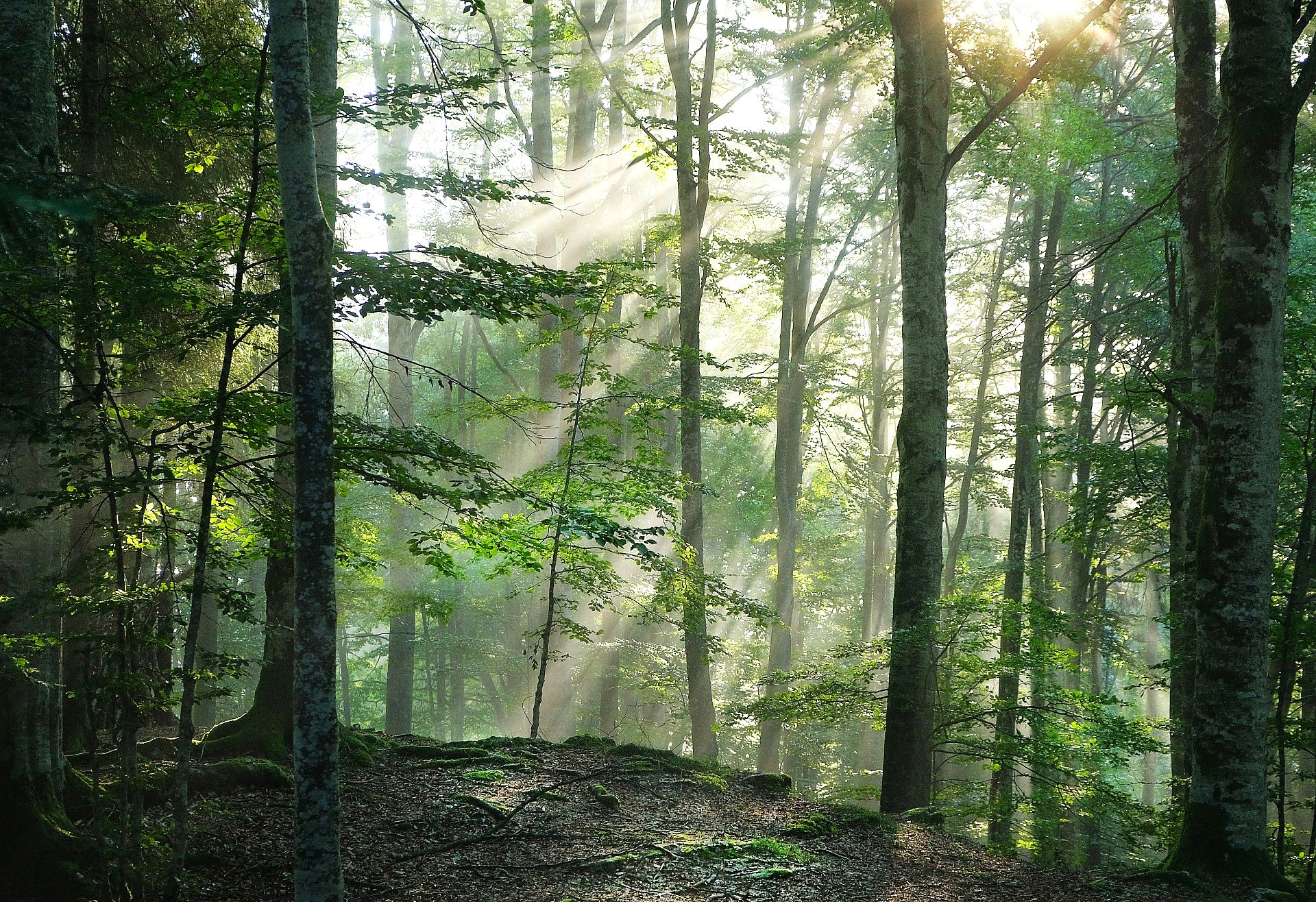 Rays of sunshine in the forest