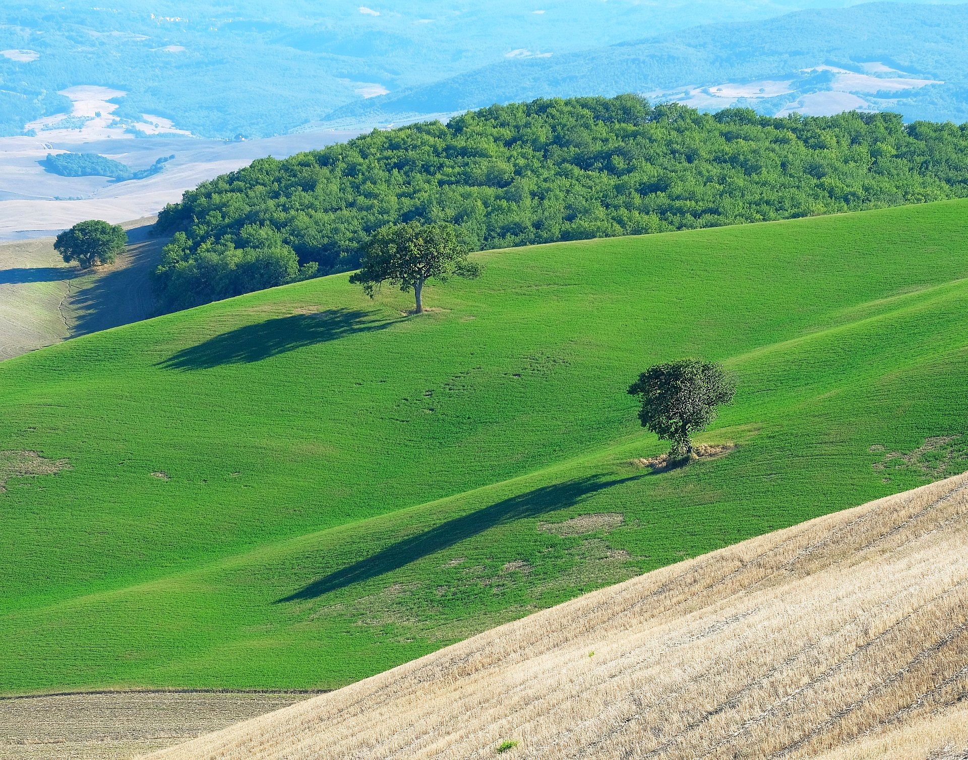 Green hills and isolated trees