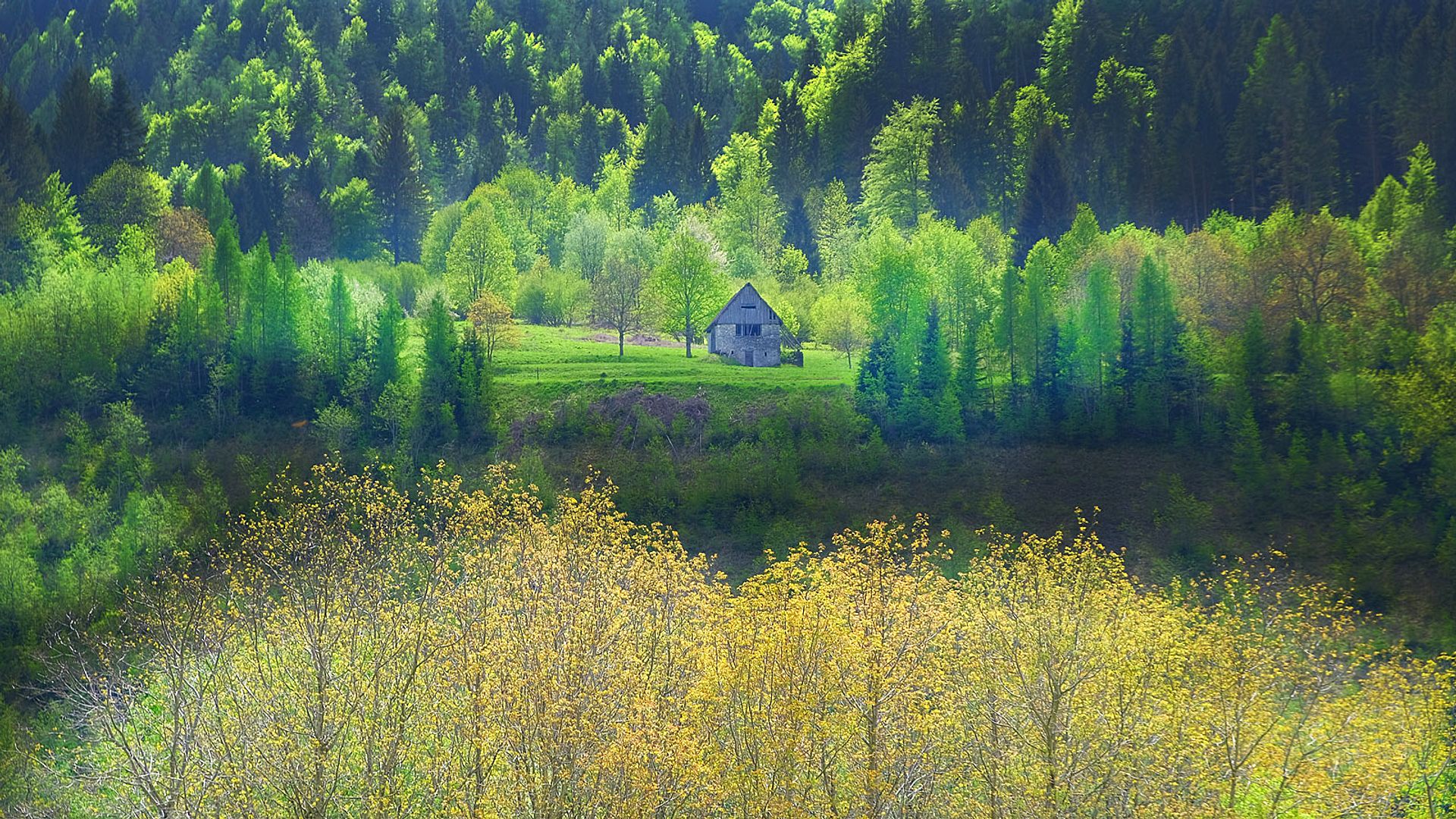 Isolated cabin in the forest