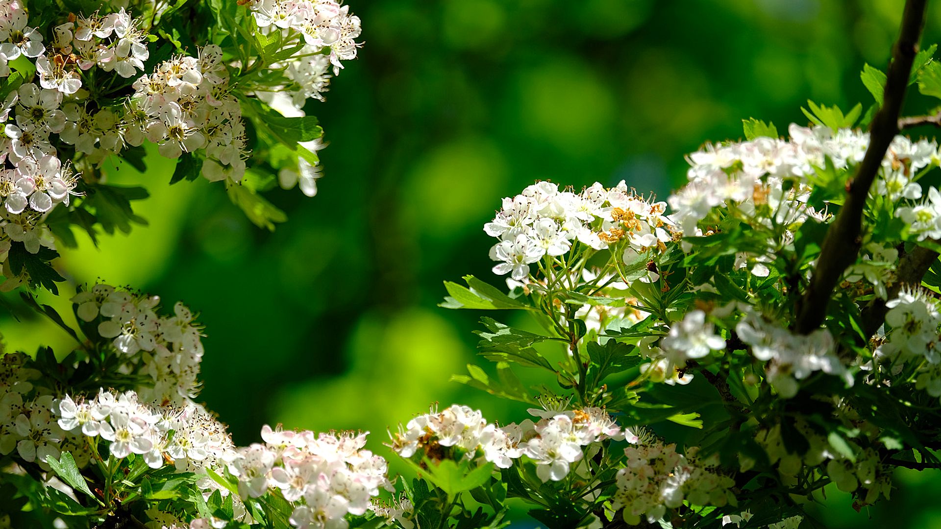 White flowers in bloom