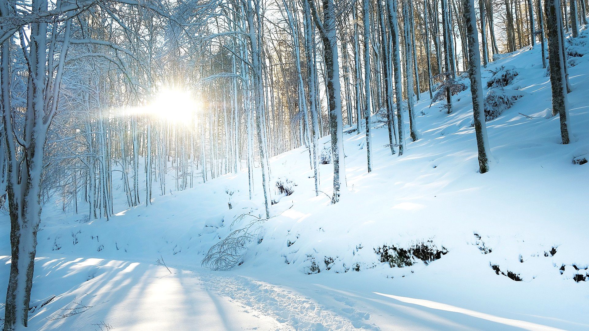 Snowy forest in the sun