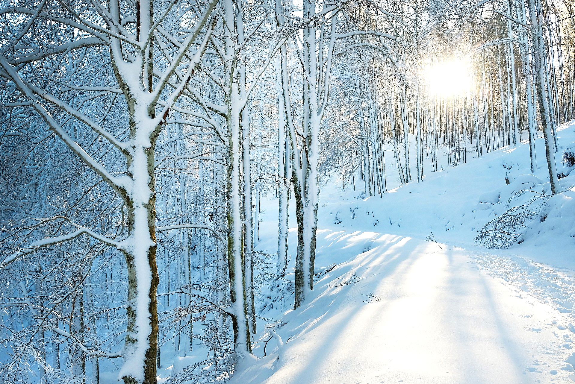 Sunny winter landscape