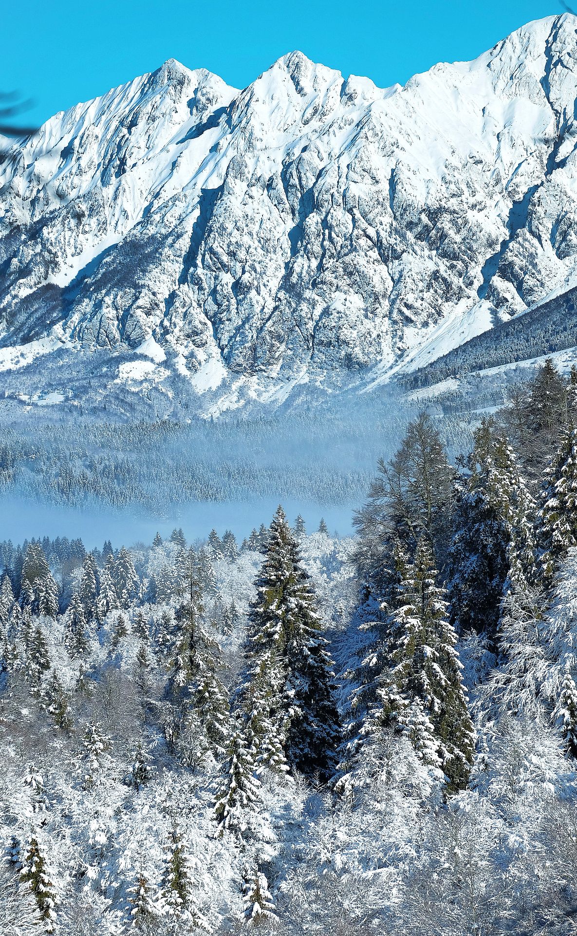 Snow-capped mountains and forest