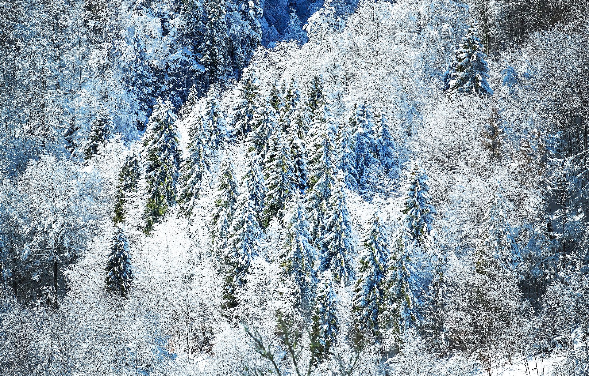 Snow-covered forest in winter
