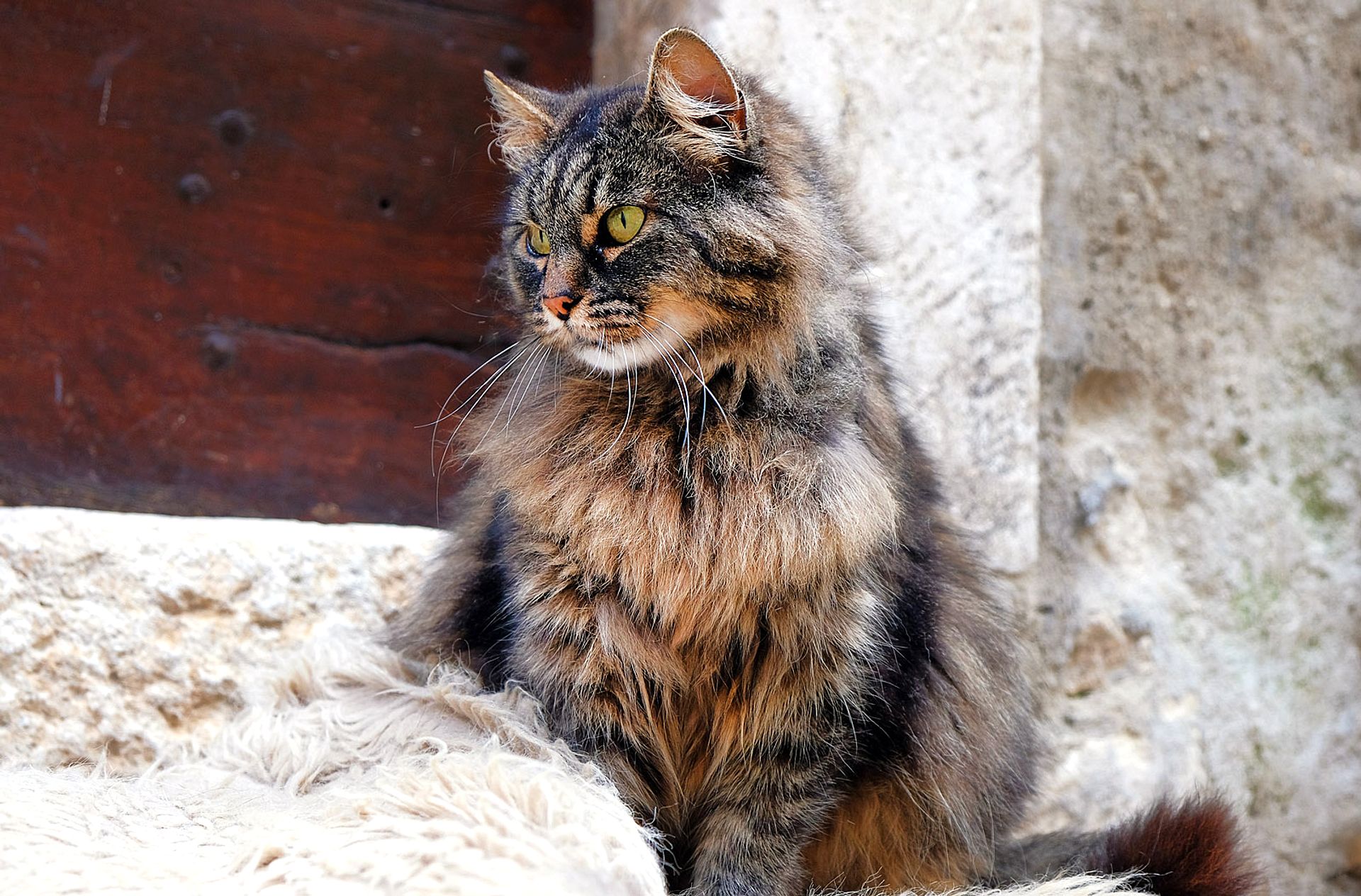 Long-haired cat