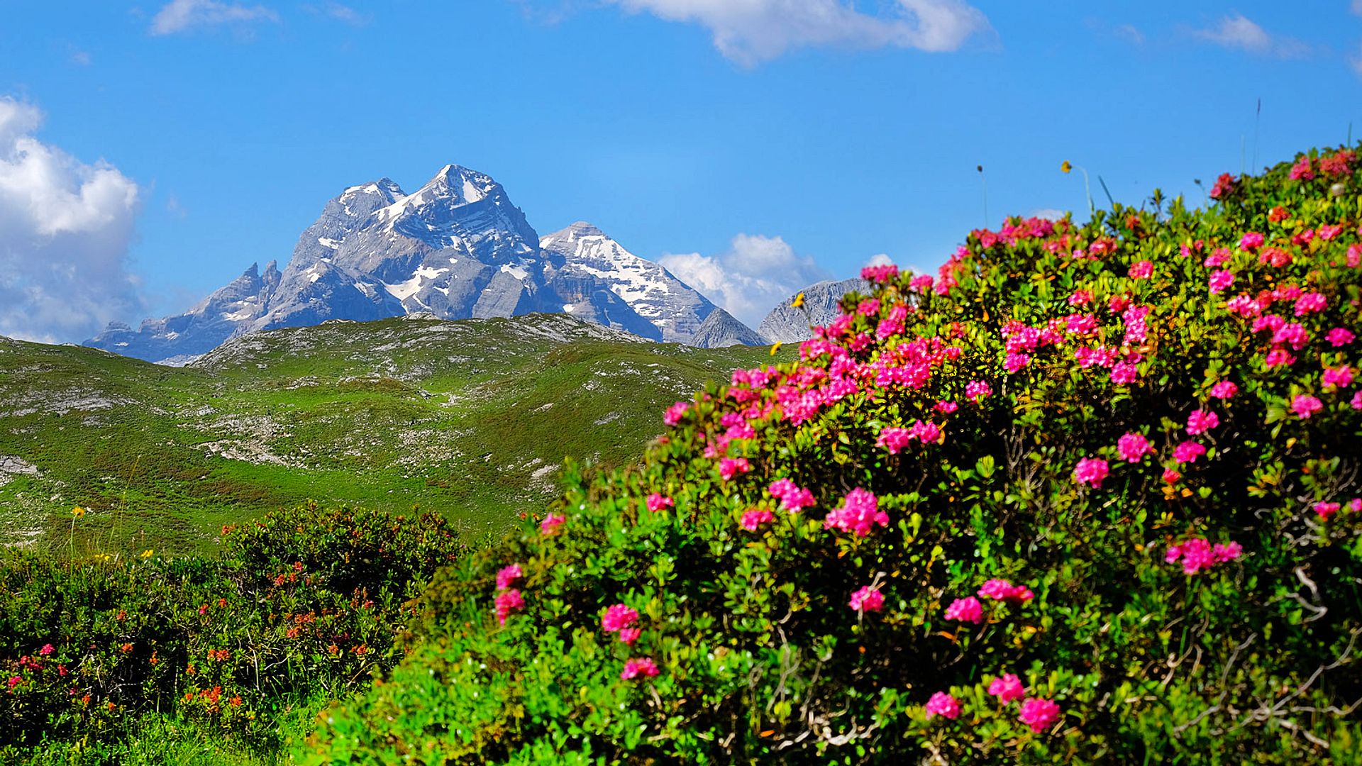 Alpine panorama with rhododendrons