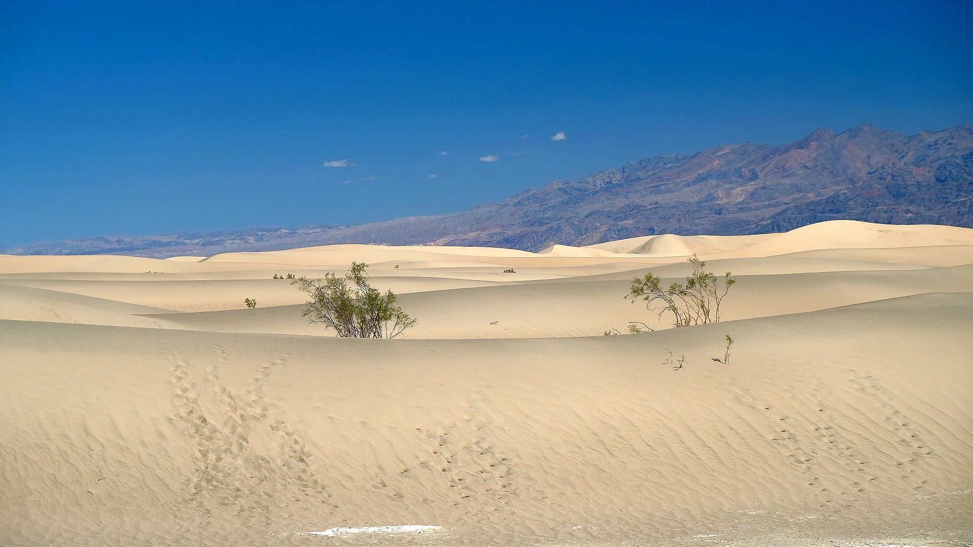 Golden dunes in the desert