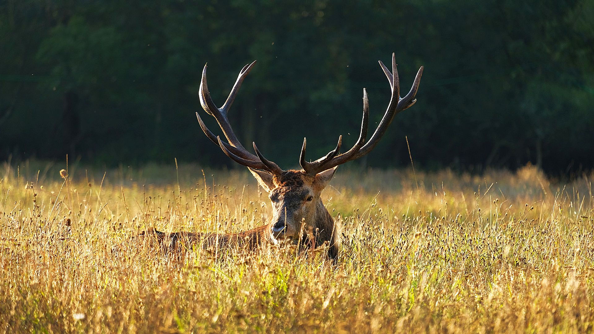 Deer in the golden field