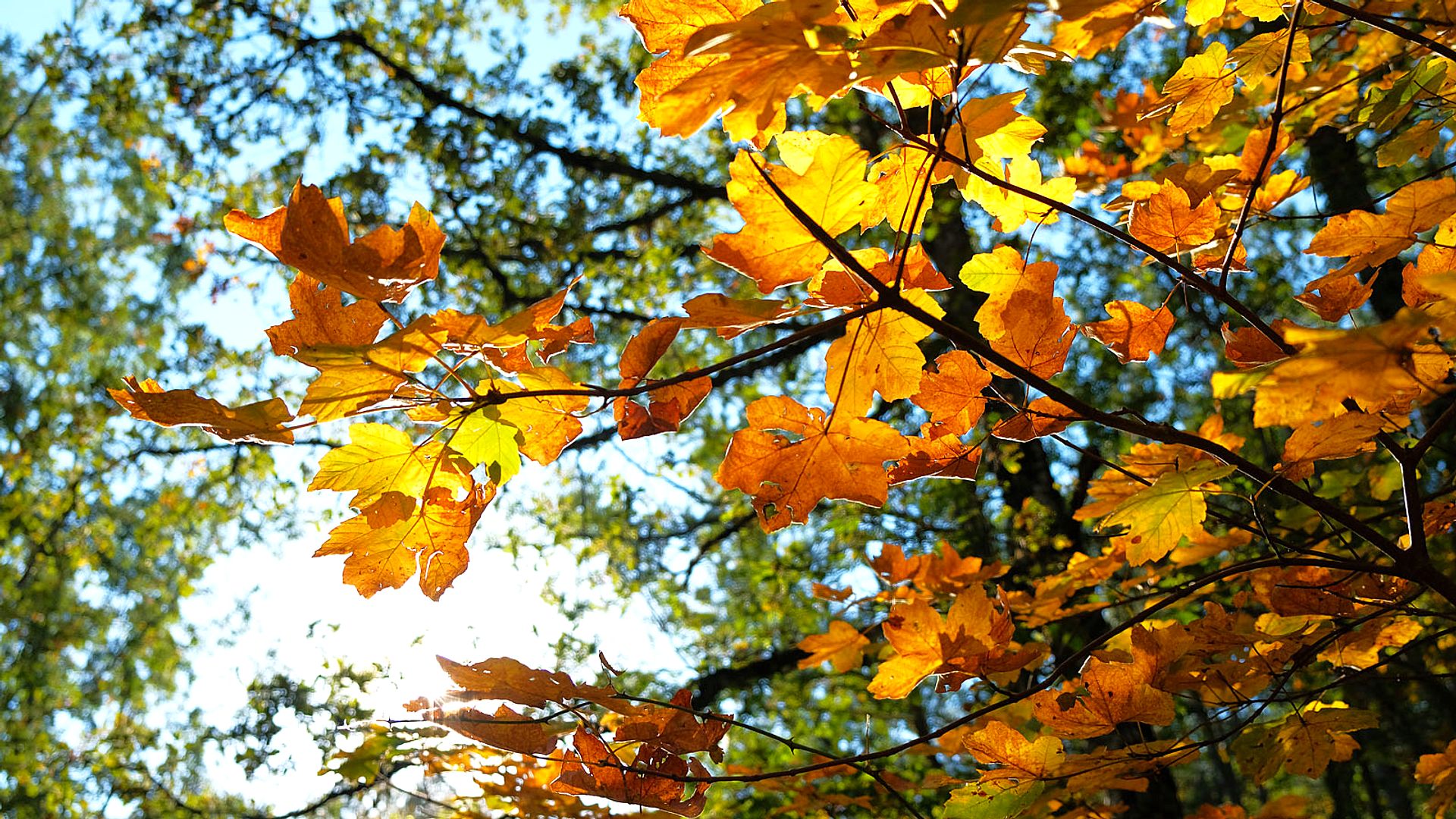 Golden autumn leaves