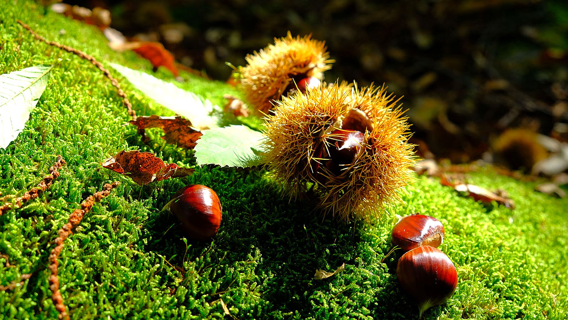 Chestnuts and autumnal sea urchins