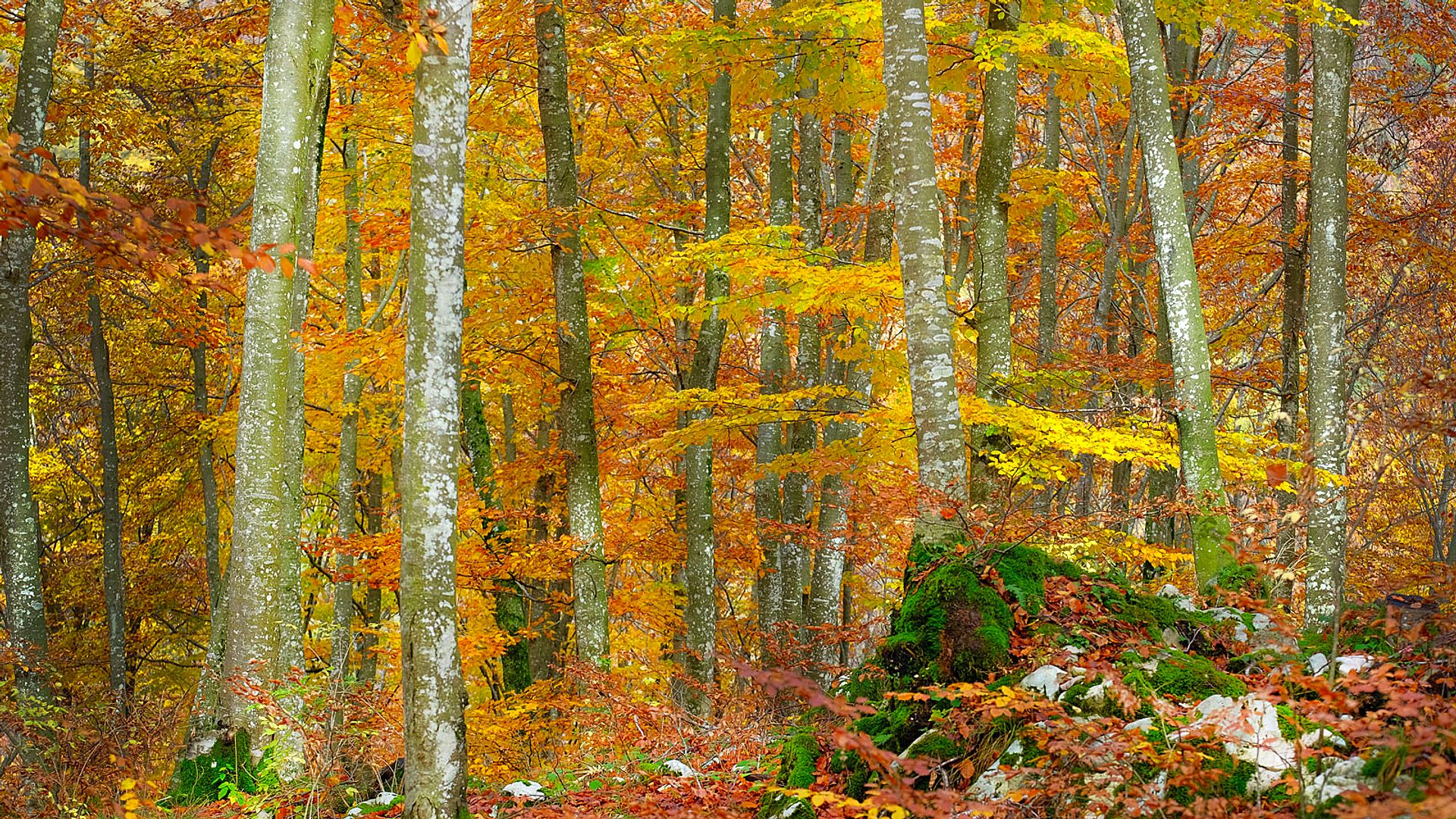 Forest in autumnal dress