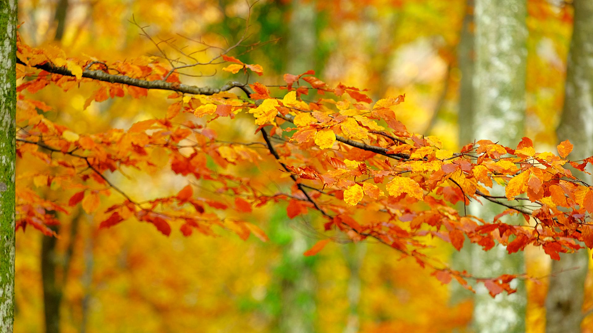 Autumn colors in close-up