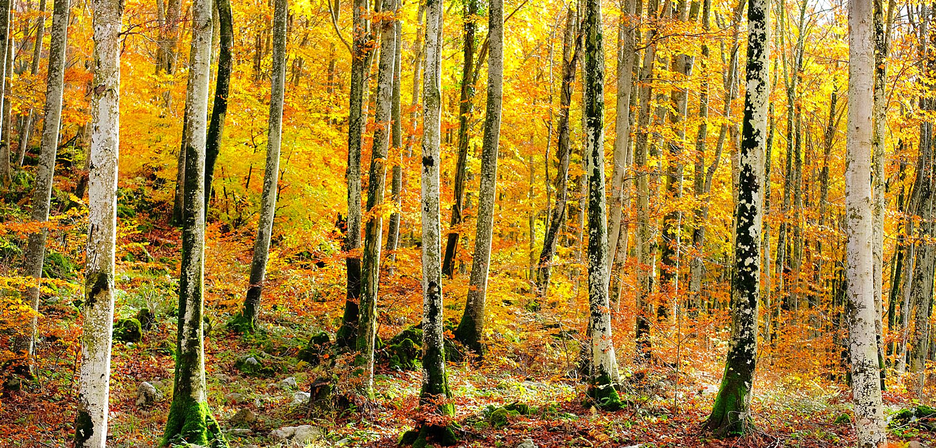 Golden Autumn Forest