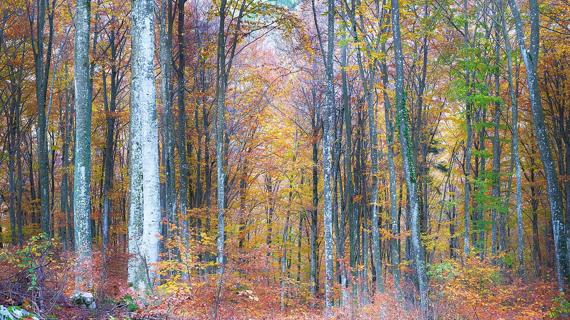 Forest in autumn tones