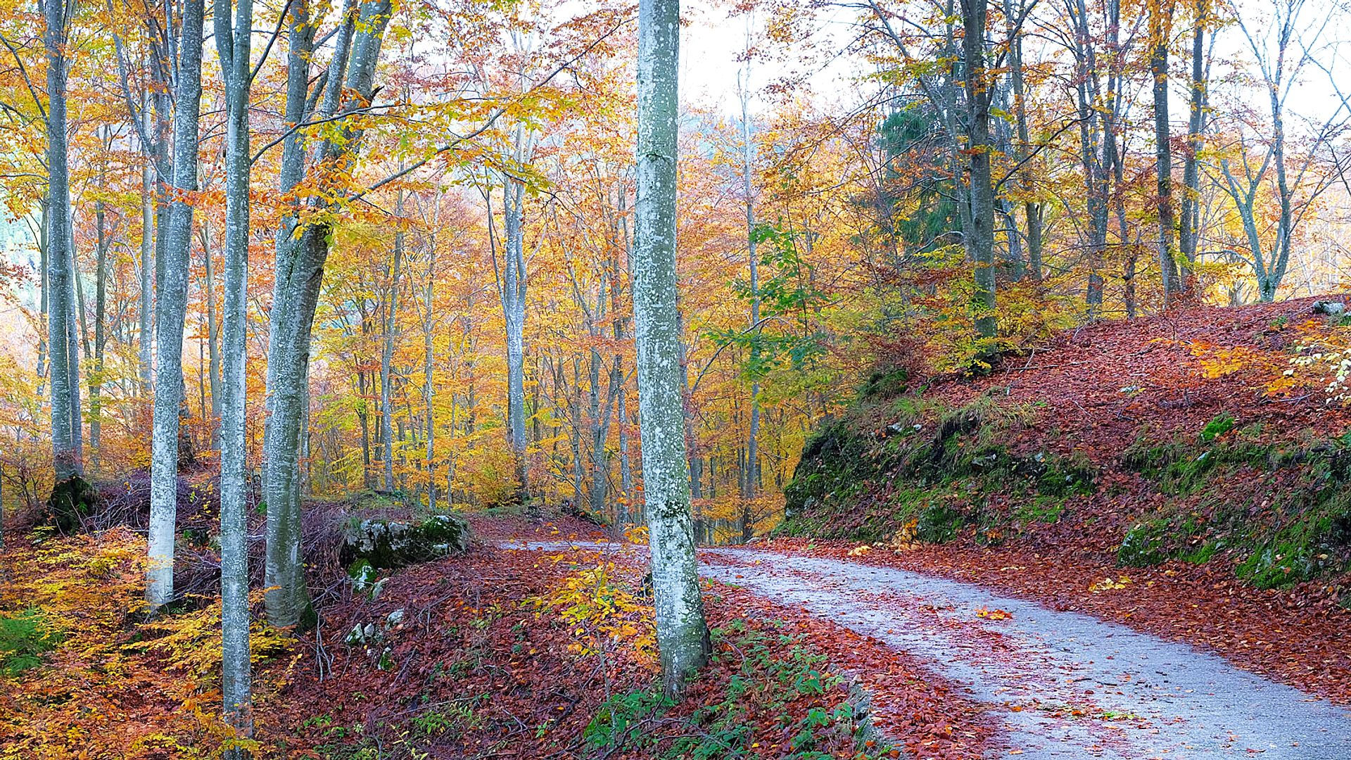 Autumn path in the woods