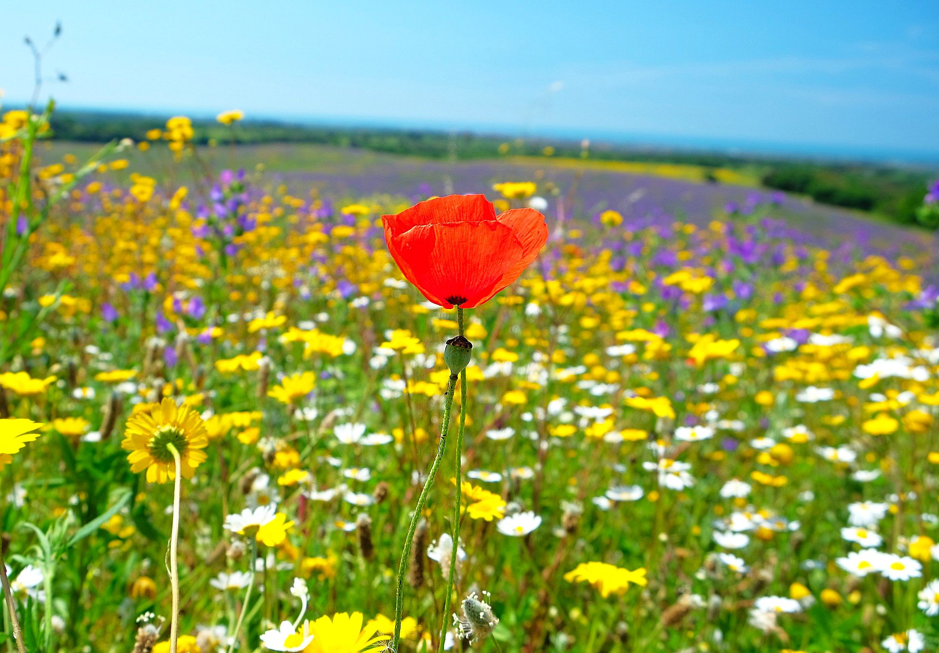 Poppy in a flowery field