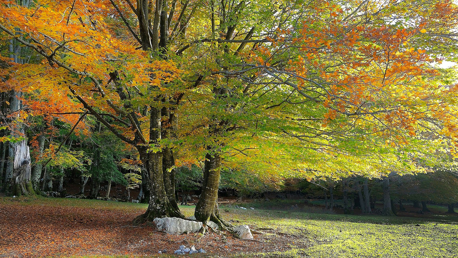 Autumn colors in the woods