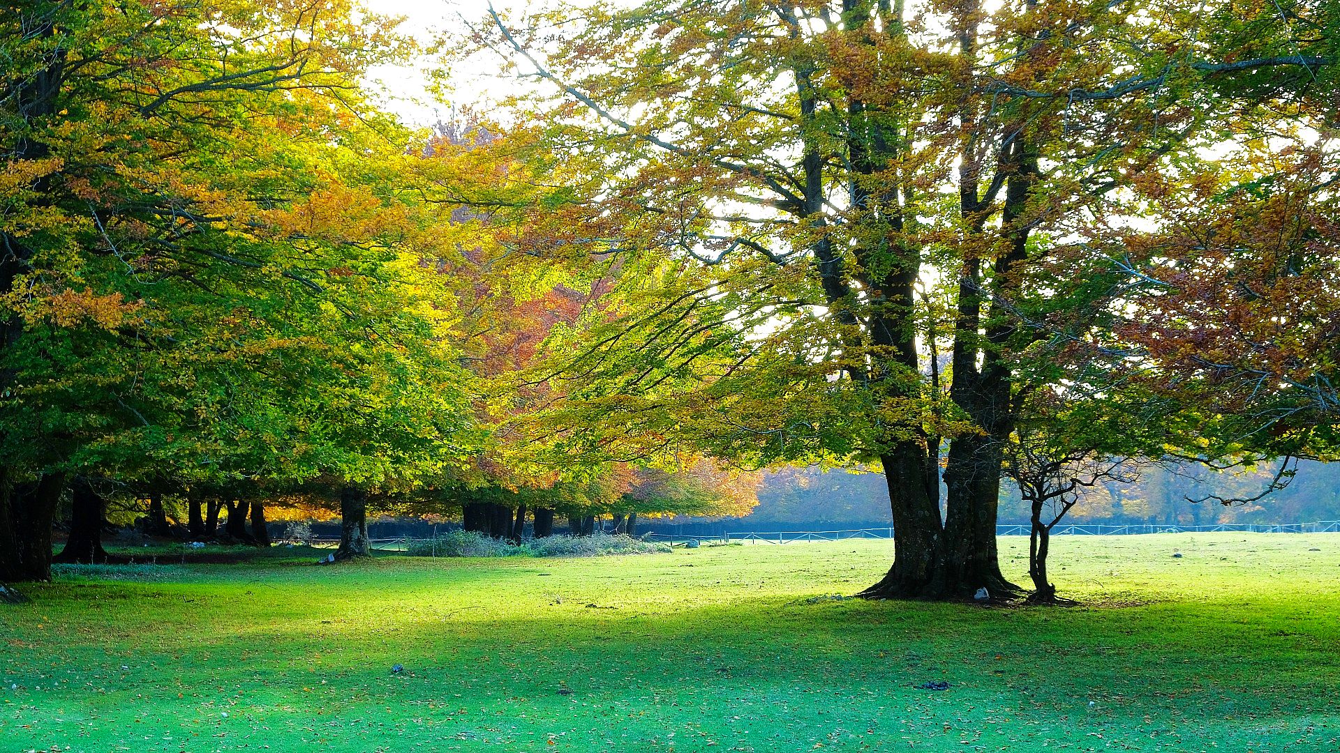 Golden trees in autumn