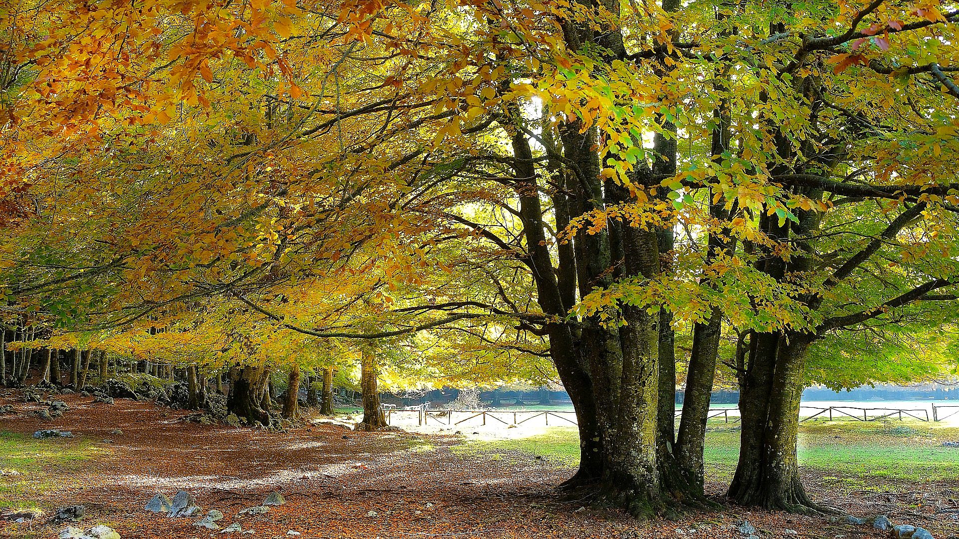 Autumn colors in the woods